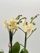 Fragrant Orchid Orange, Yellow