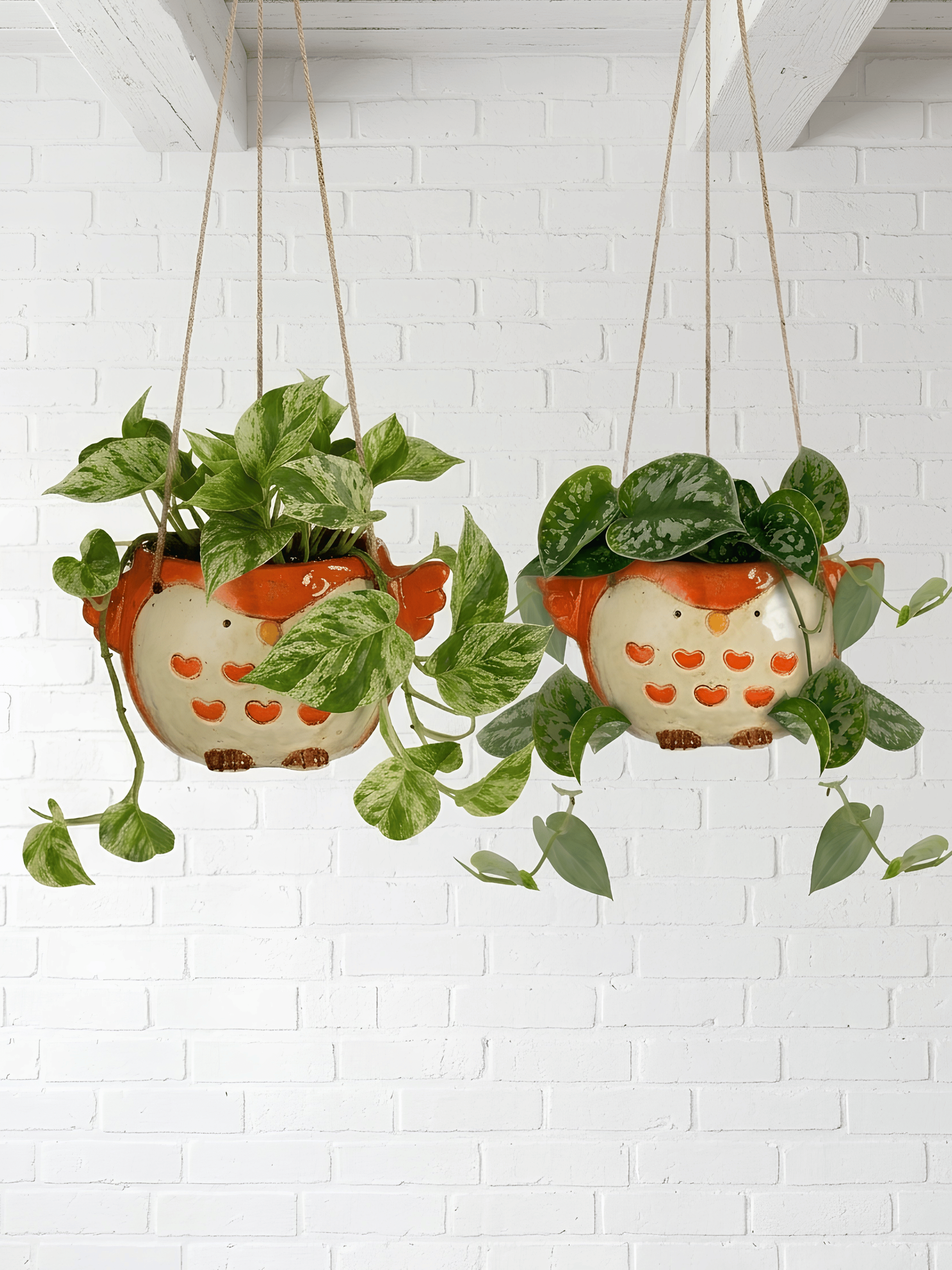 Owl Hanging Planter Duo: Scindapsus Pictus & Marble Queen Pothos, Plant & Pot Bundle