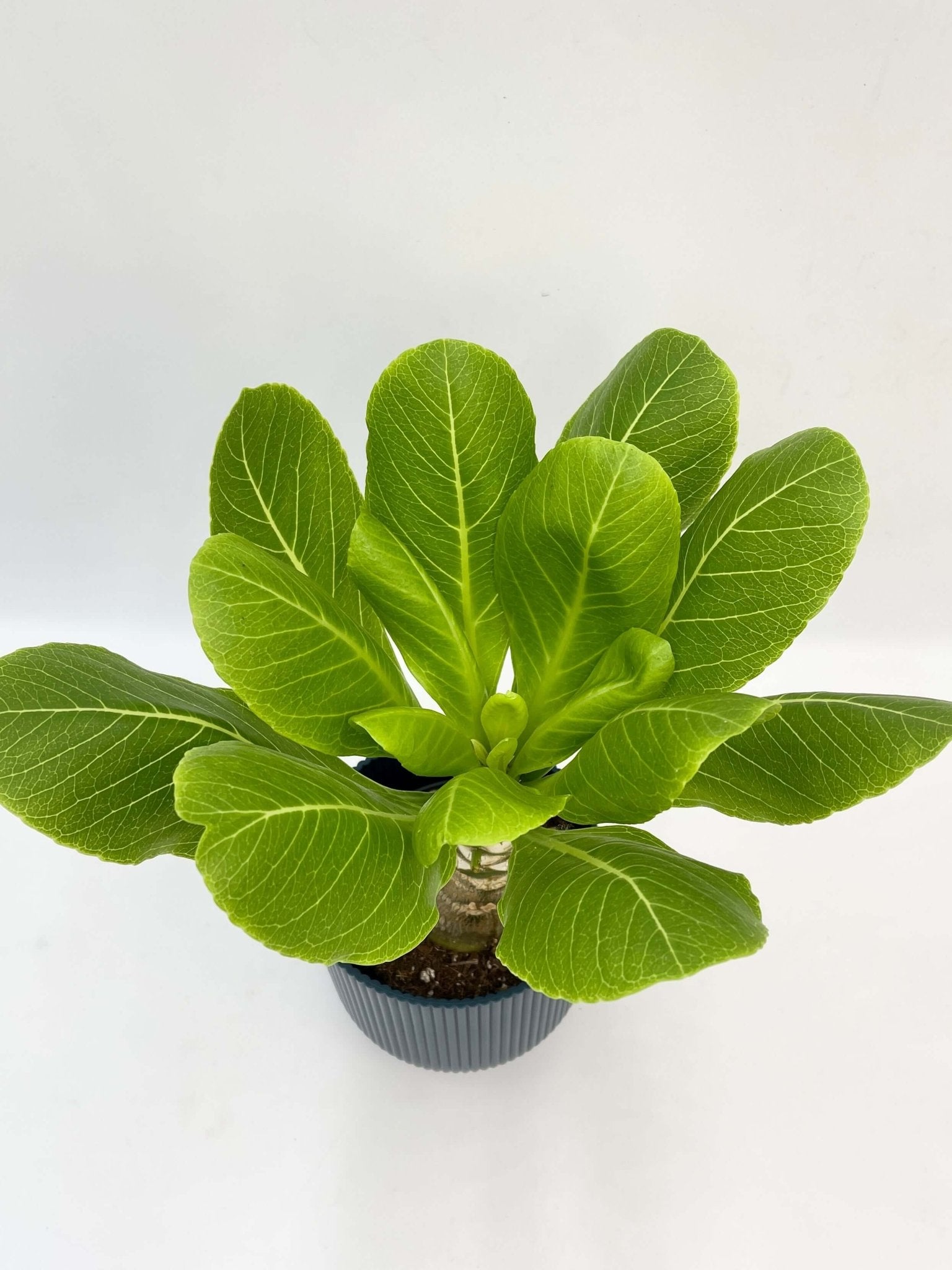 Hawaiian Palm –Brighamia insignis | Exotic Tropical Beauty | Rare Houseplant