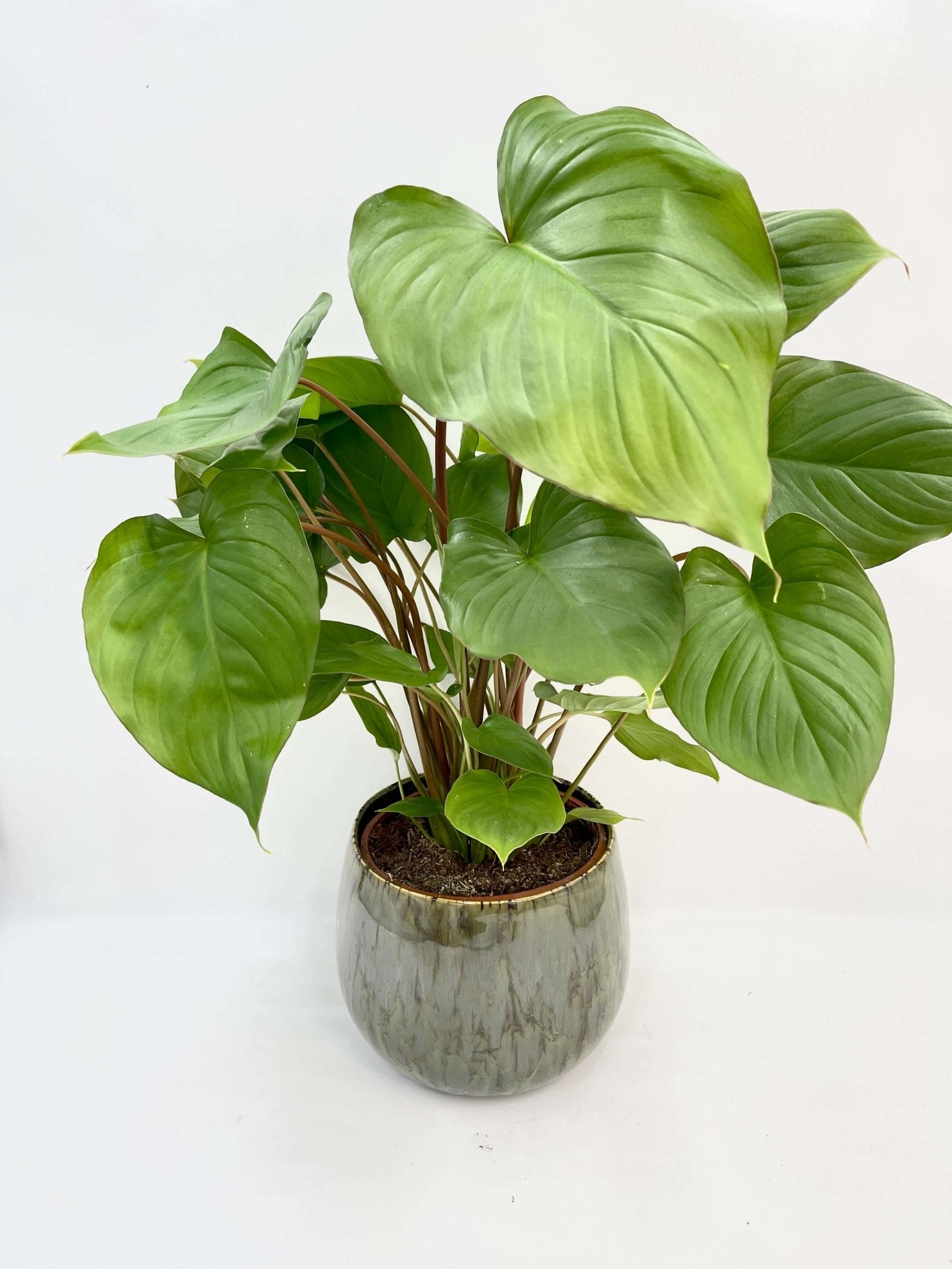 Homalomena rubescens Queen Of Hearts | Maggy, Large Leafy Plant