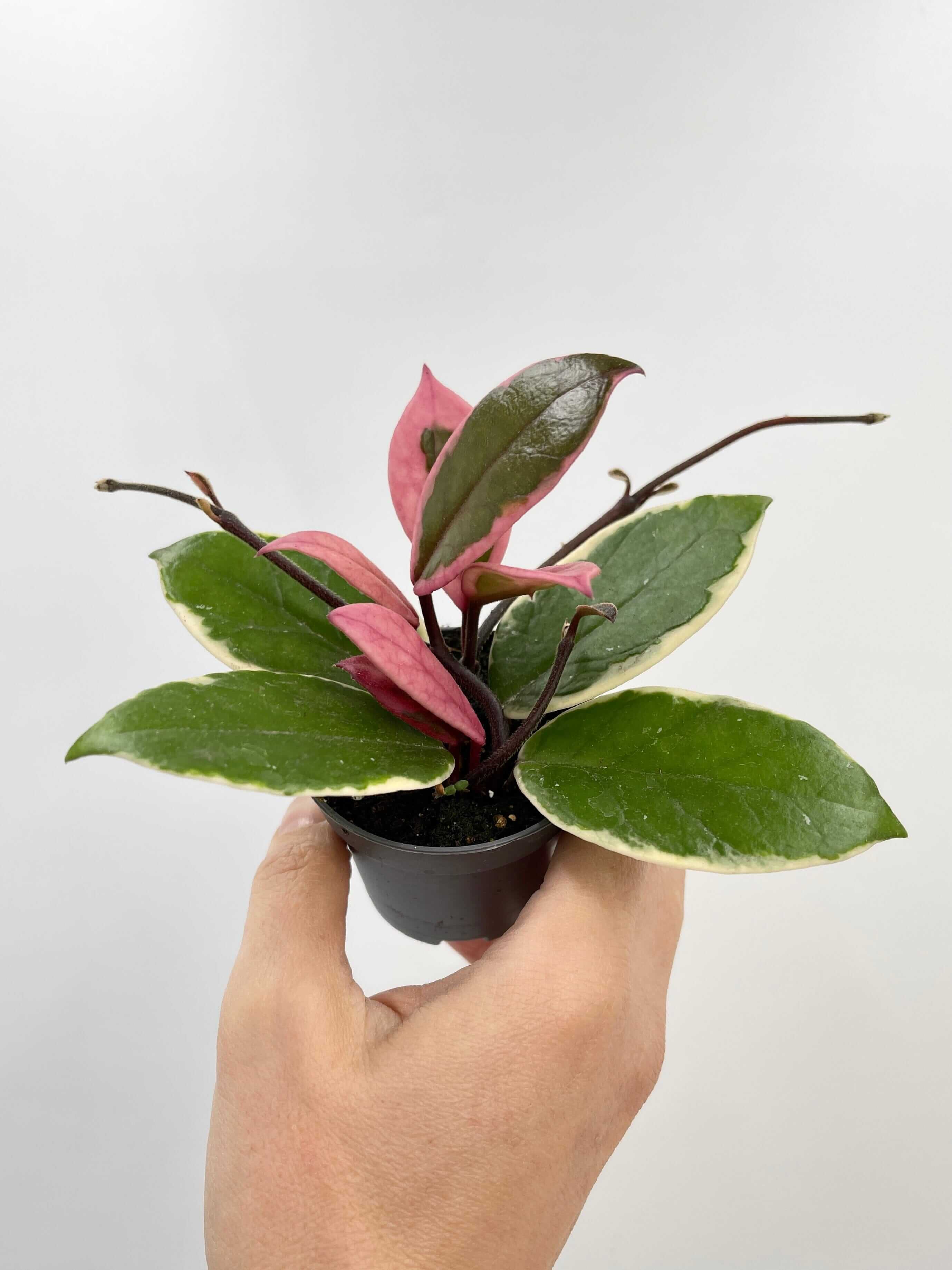 Hoya Flamingo dream, Pet Safe Houseplant