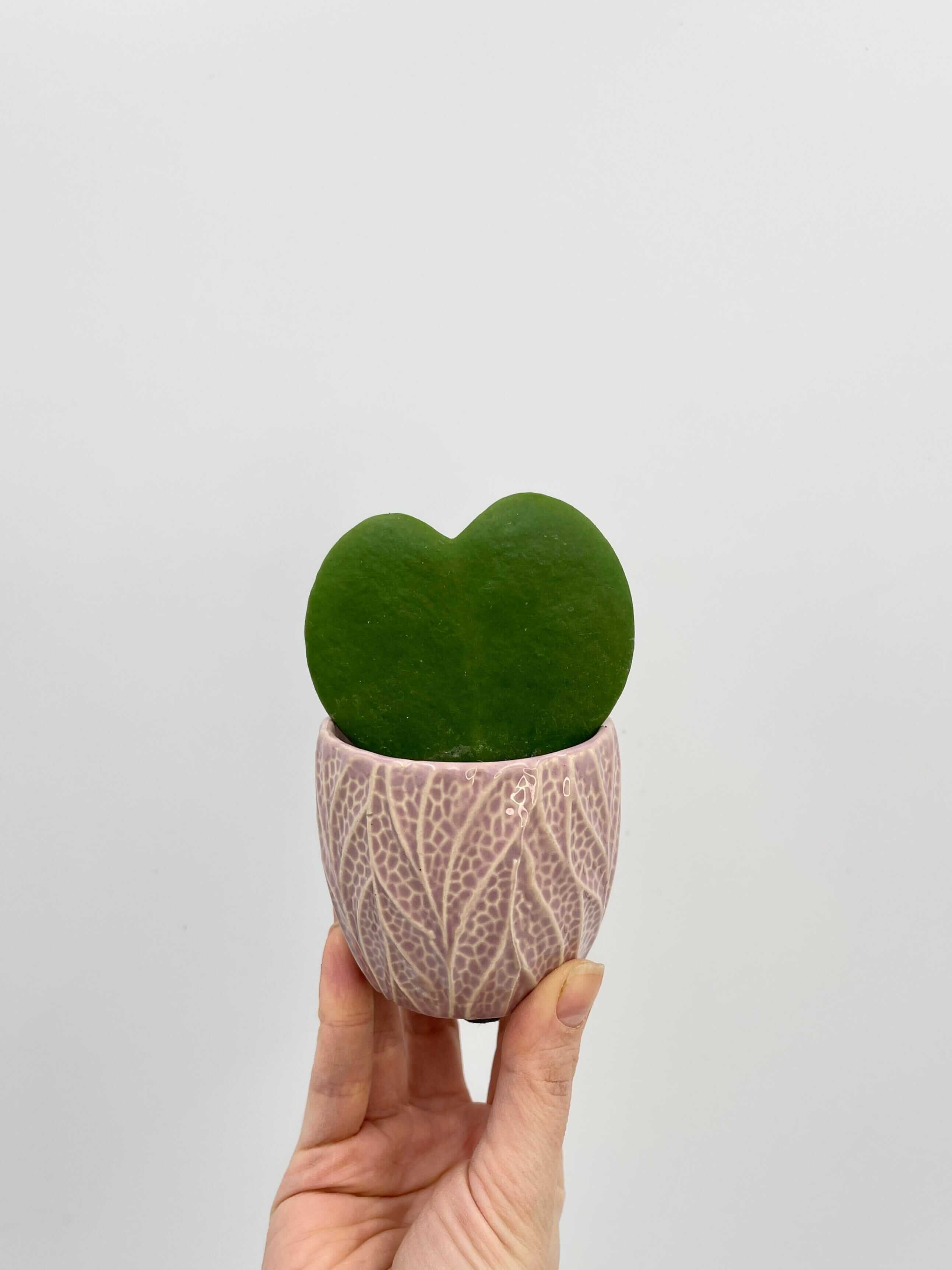 Hoya Kerrii, Pet Safe Houseplant