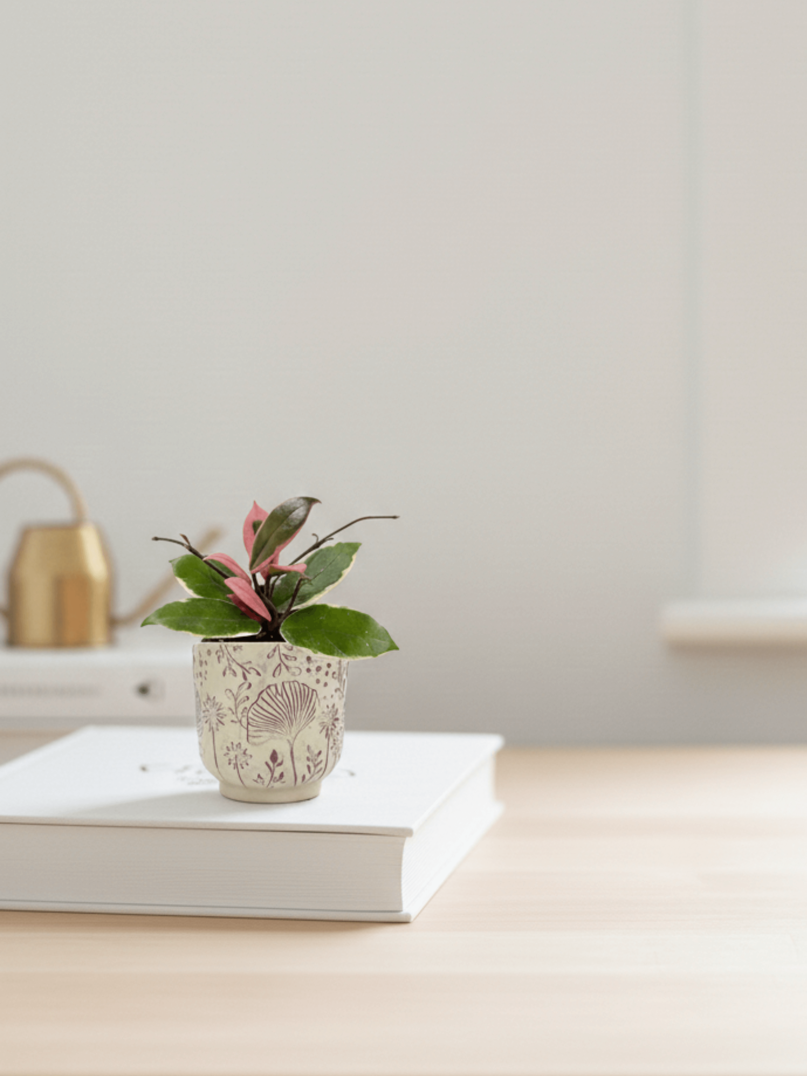 Hoya Flamingo dream, Pet Safe Houseplant