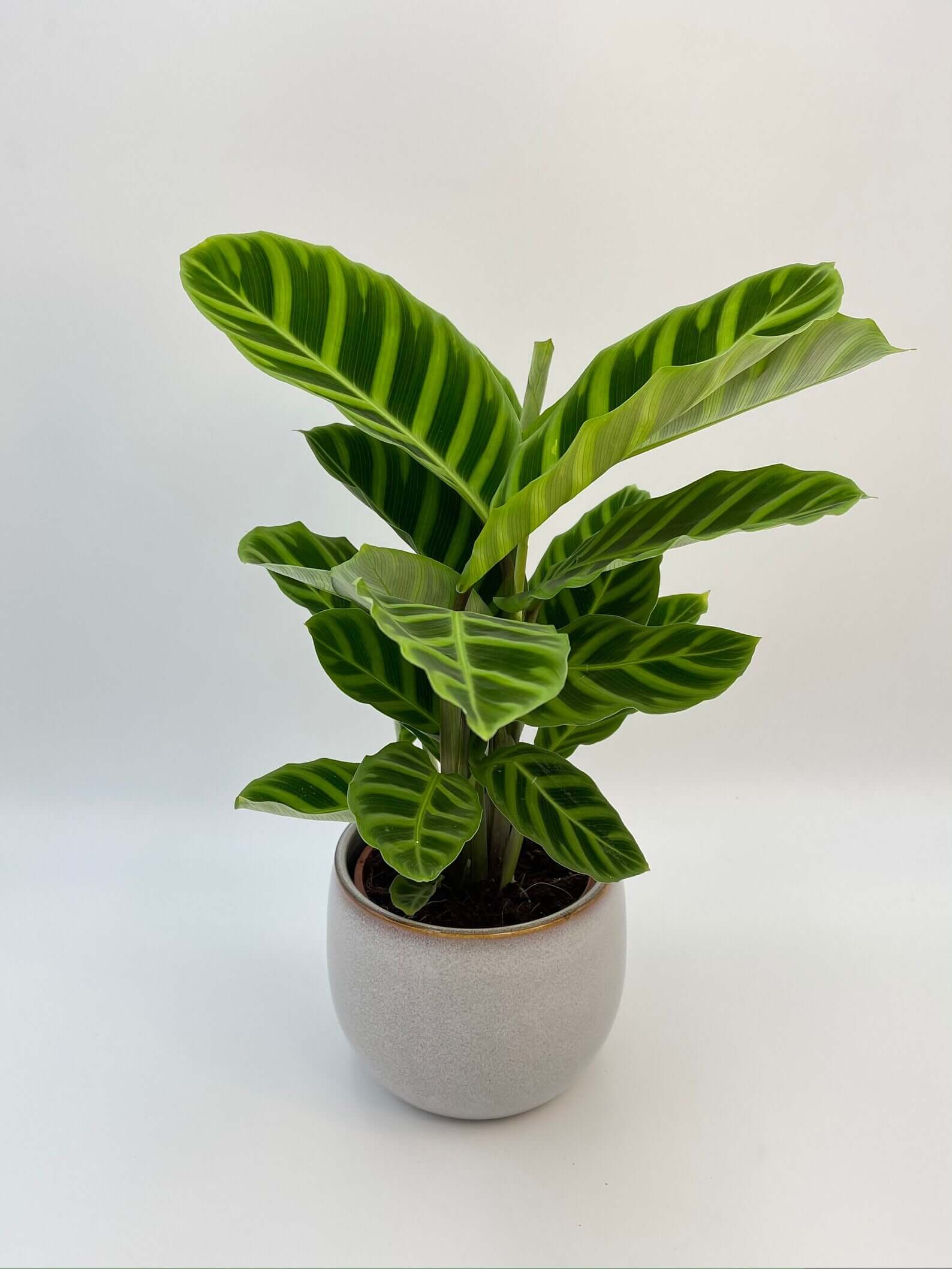 Calathea Zebrina, Zebra Plant, Air-Purifying, Pet Safe Plant
