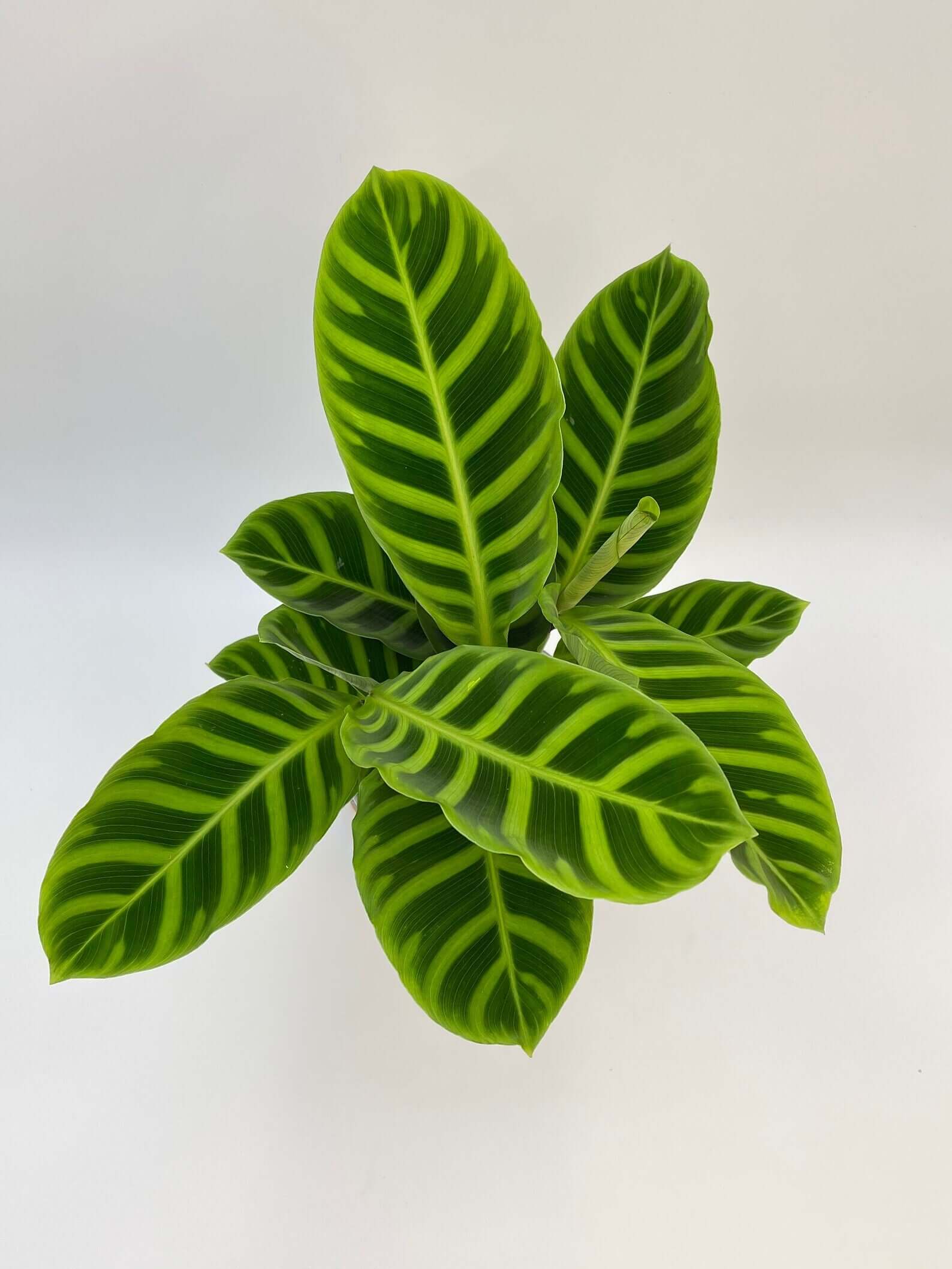 Calathea Zebrina, Zebra Plant, Air-Purifying, Pet Safe Plant