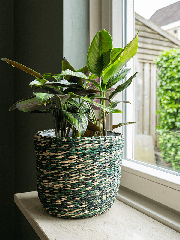 Indoor Plant Basket- Viviana Woven Plant Pot - Jungle Green