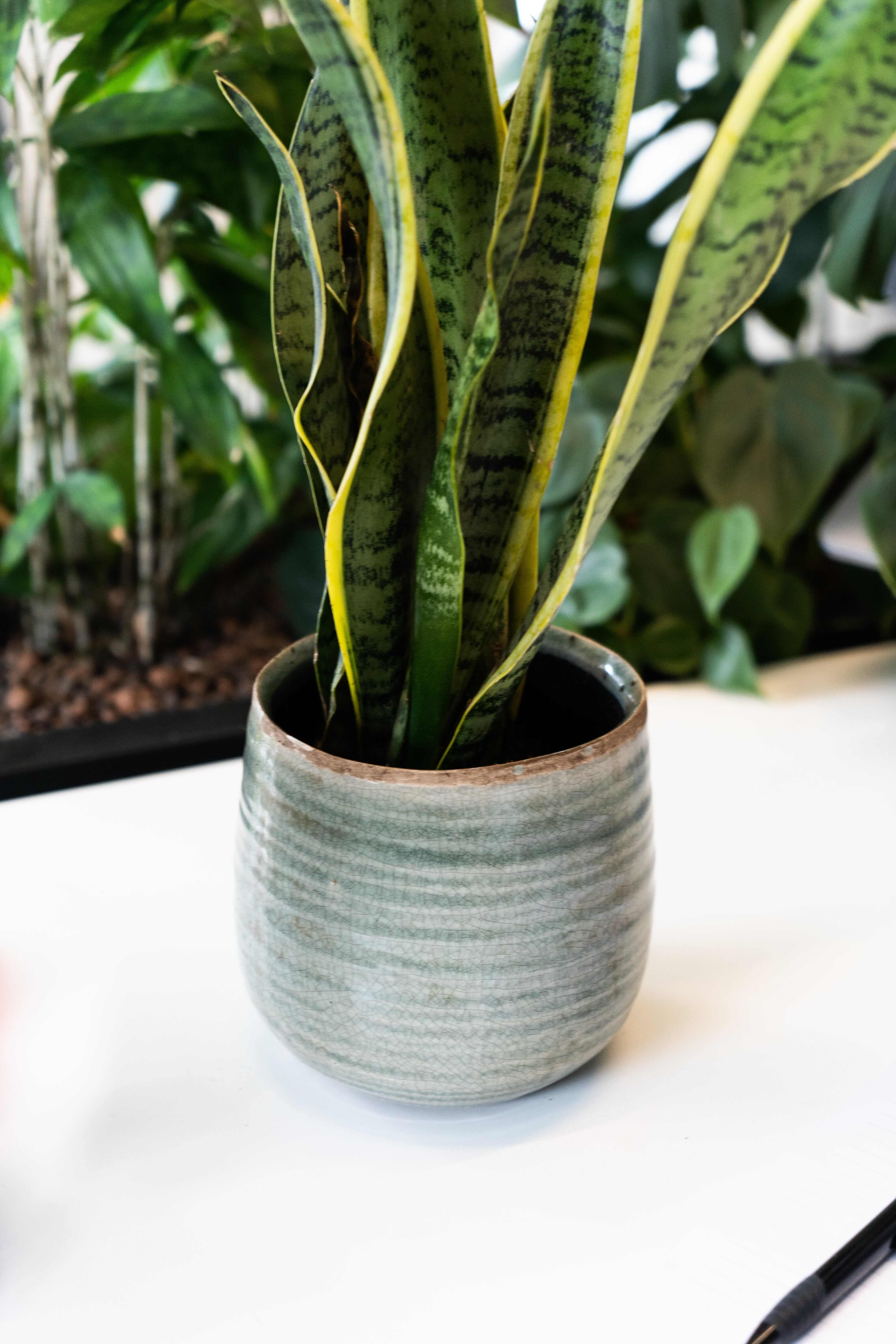 Iris Ceramic Plant Pots, Mint, Houseplant Pot in Multiple Sizes