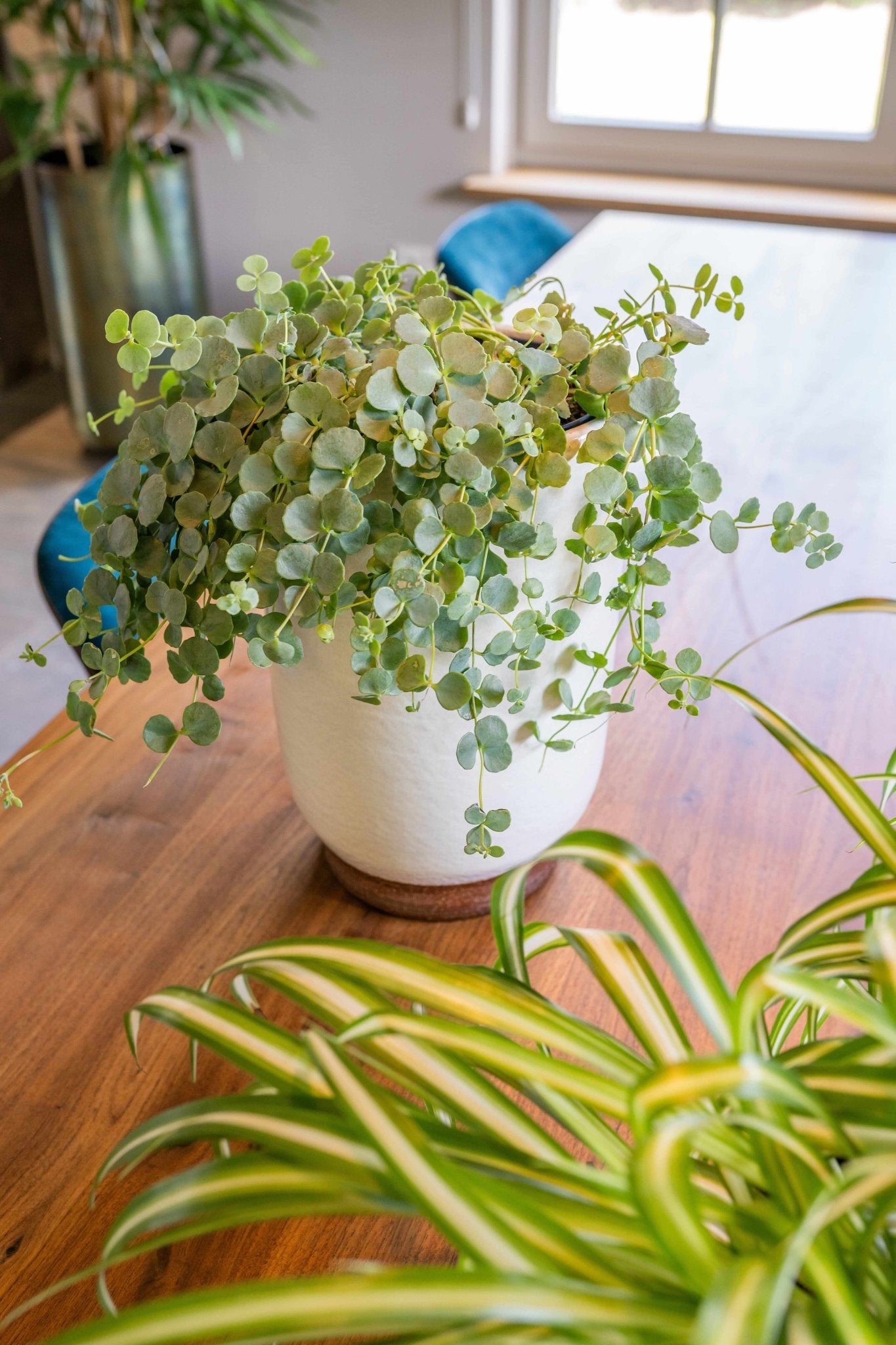 Jayla Ceramic Plant Pots, White, Handmade Houseplant Pot in Multiple Sizes