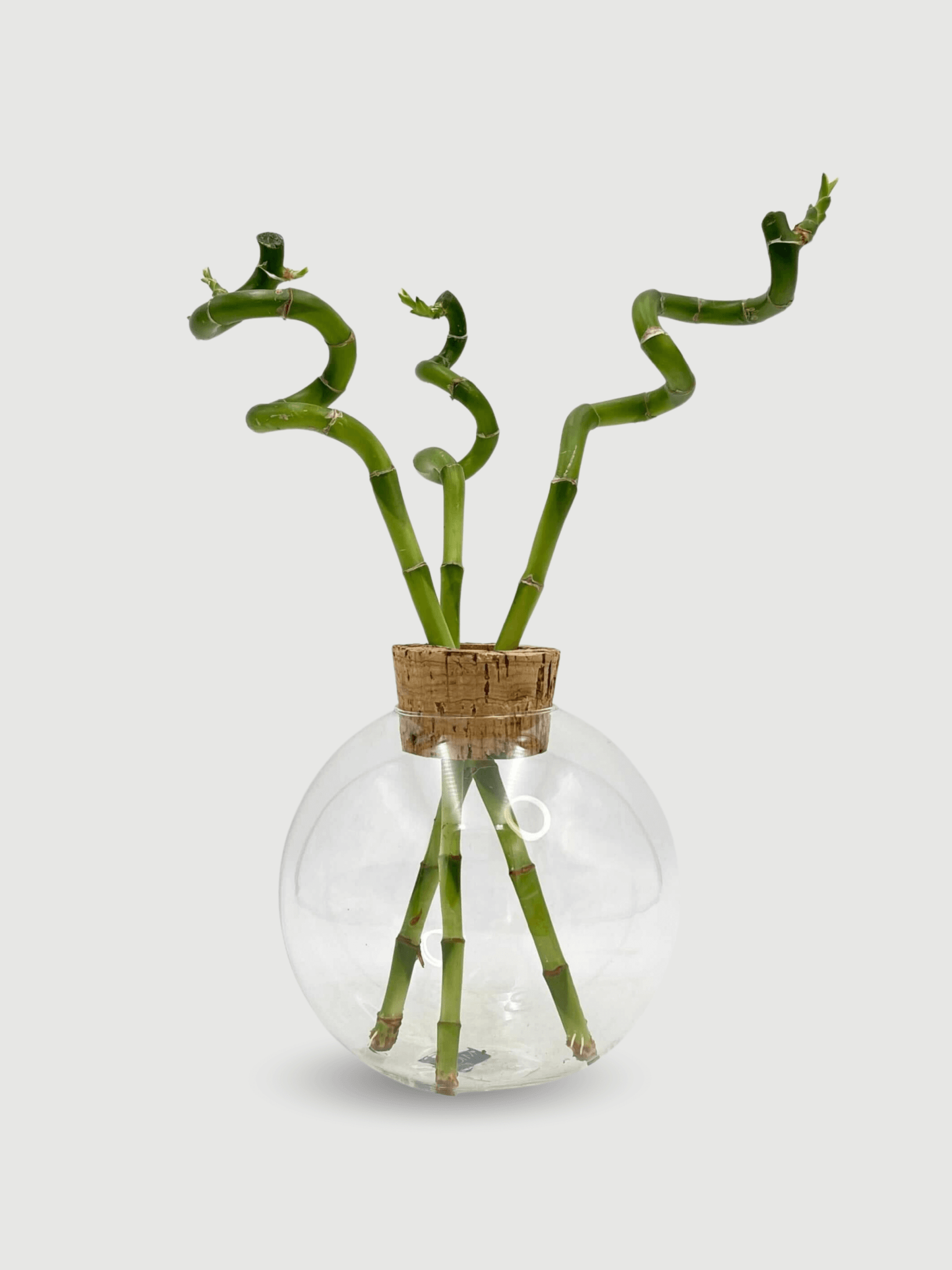 Jillian_Vase_Glass_Terrarium_with_Cork_18_H19