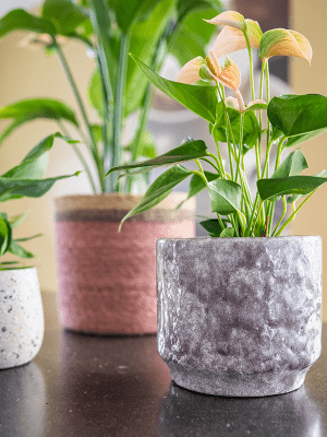 Julian Indoor Ceramic Pots, Lilac, Houseplant Pot in Multiple Sizes