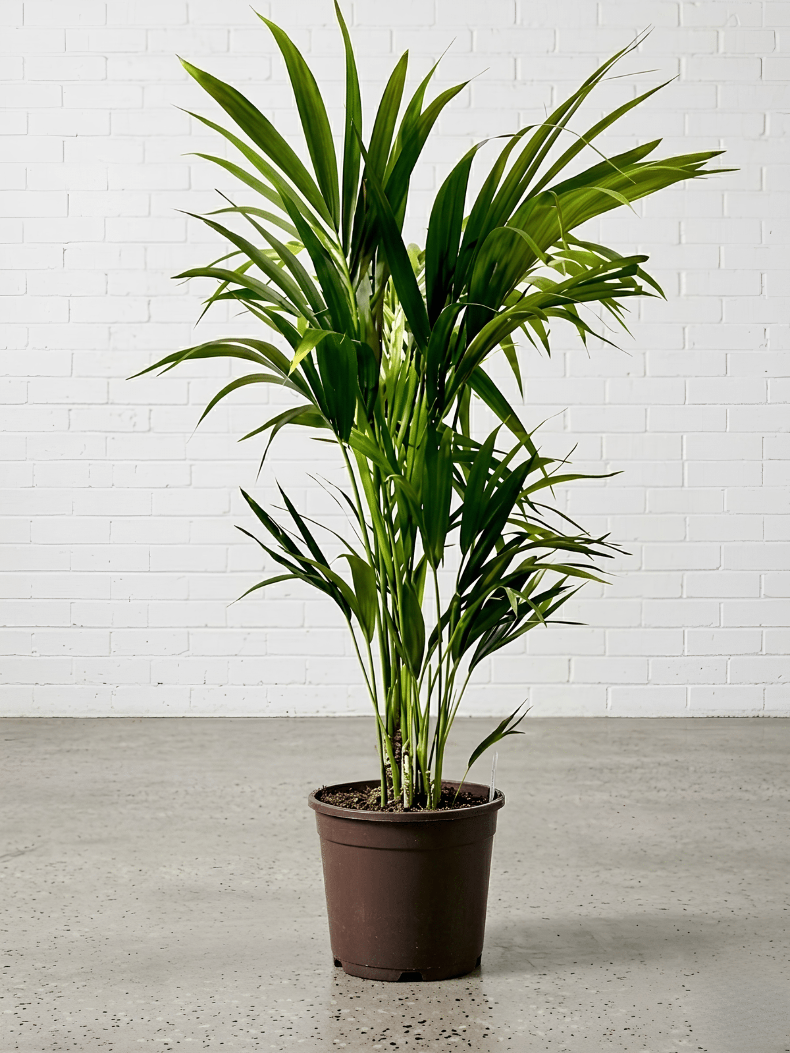 Kentia Palm | Howea Forsteriana, 150cm, Local Pickup Only - Rebel Plants