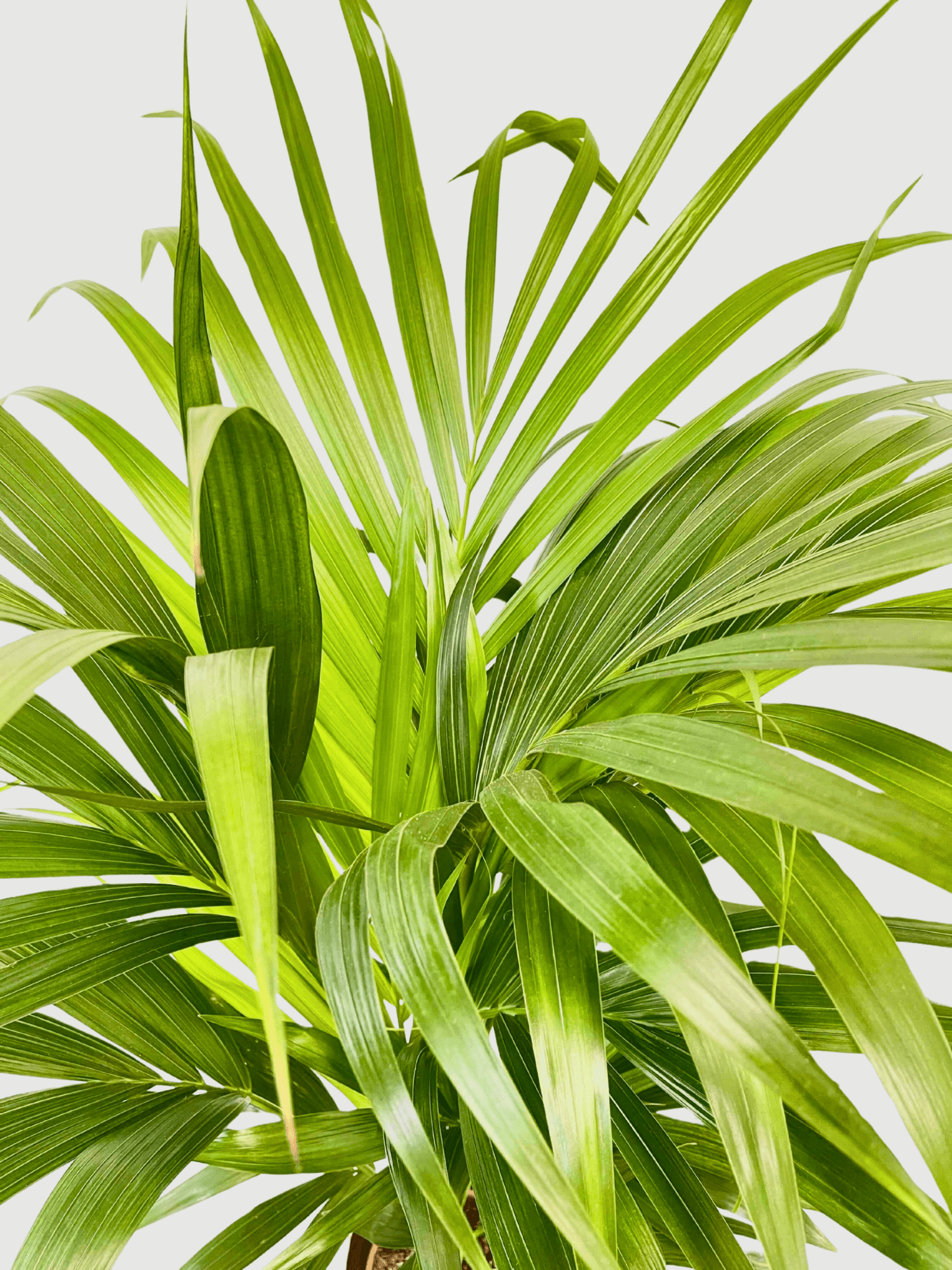 Kentia Palm, Howea Forsteriana, Large Indoor Palm, Pet Safe Houseplant