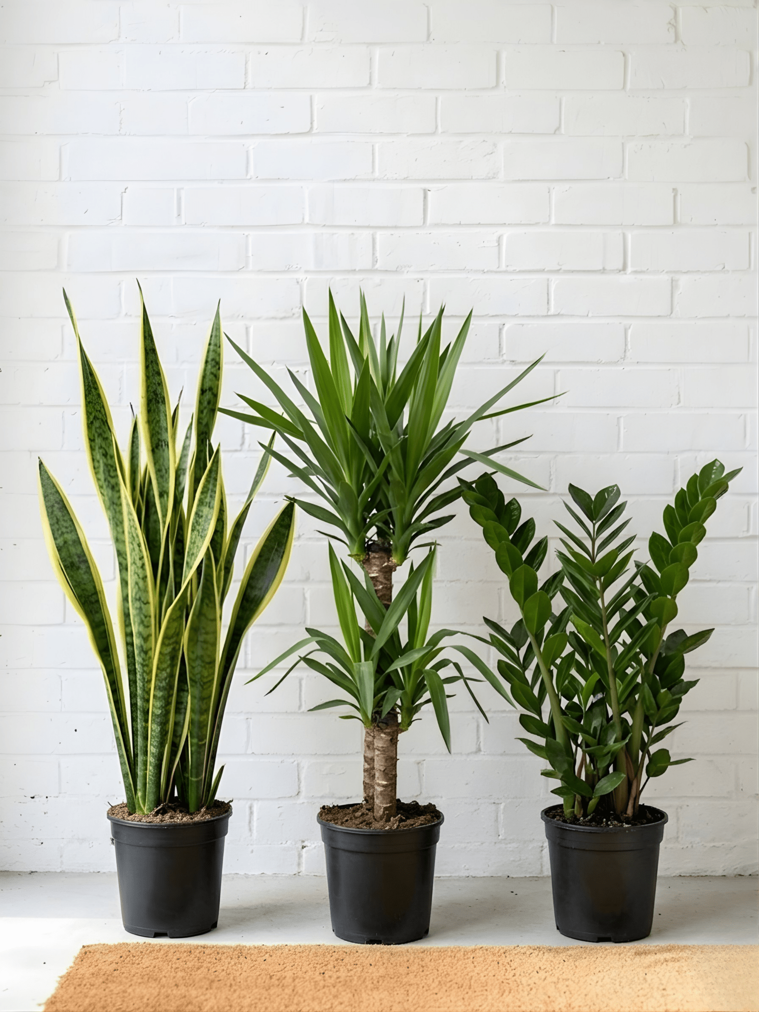 Large Business Plant Bundle | Yucca, Sansevieria Laurentii & ZZ Plant - Rebel Plants
