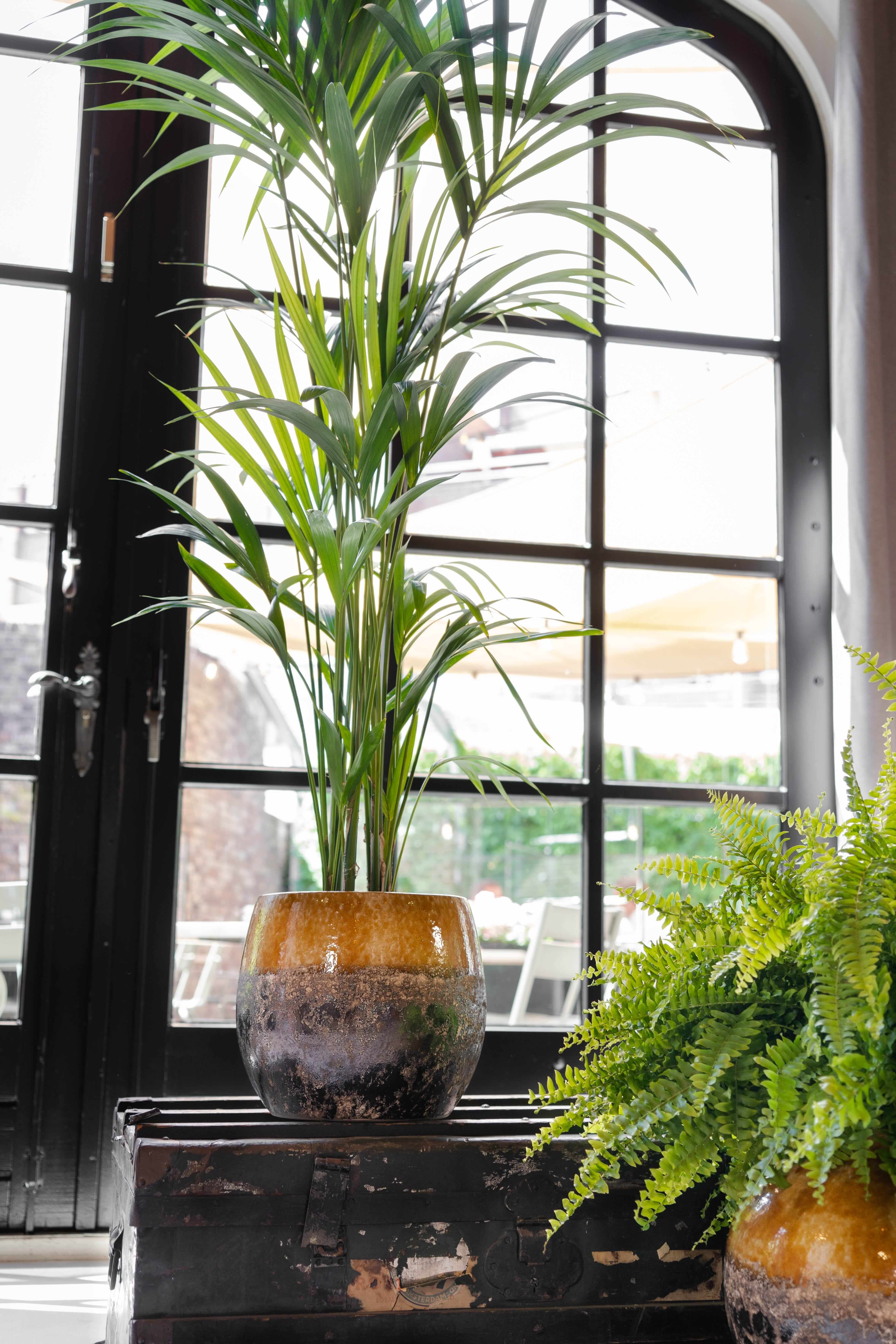 Lindy Ceramic Plant Pots, Ochre Yellow, Handmade