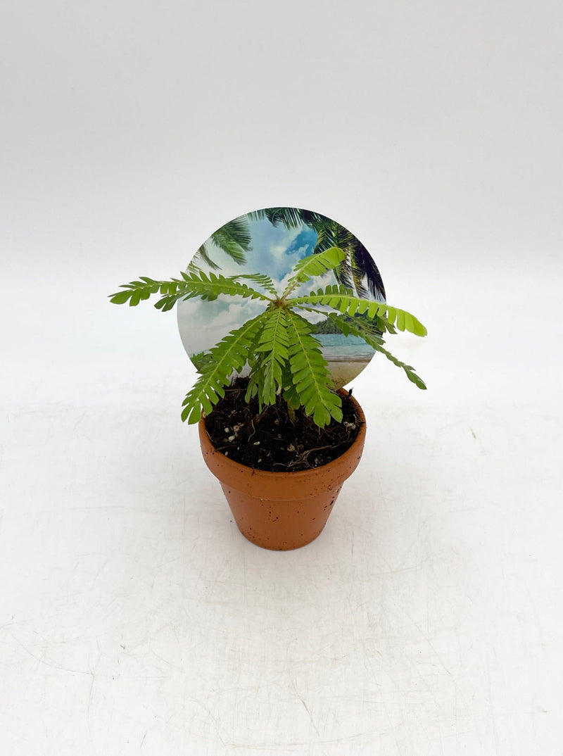 Little Tree Plant, Biophytum sensitivum in Terracotta Pot