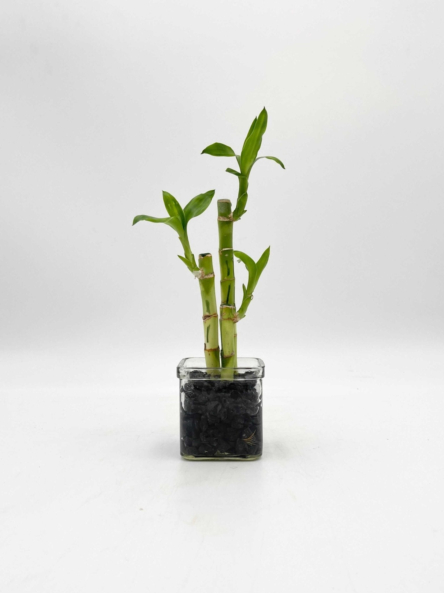 Lucky Bamboo Plant, Dracaena Sanderiana in 8cm Glass Vase