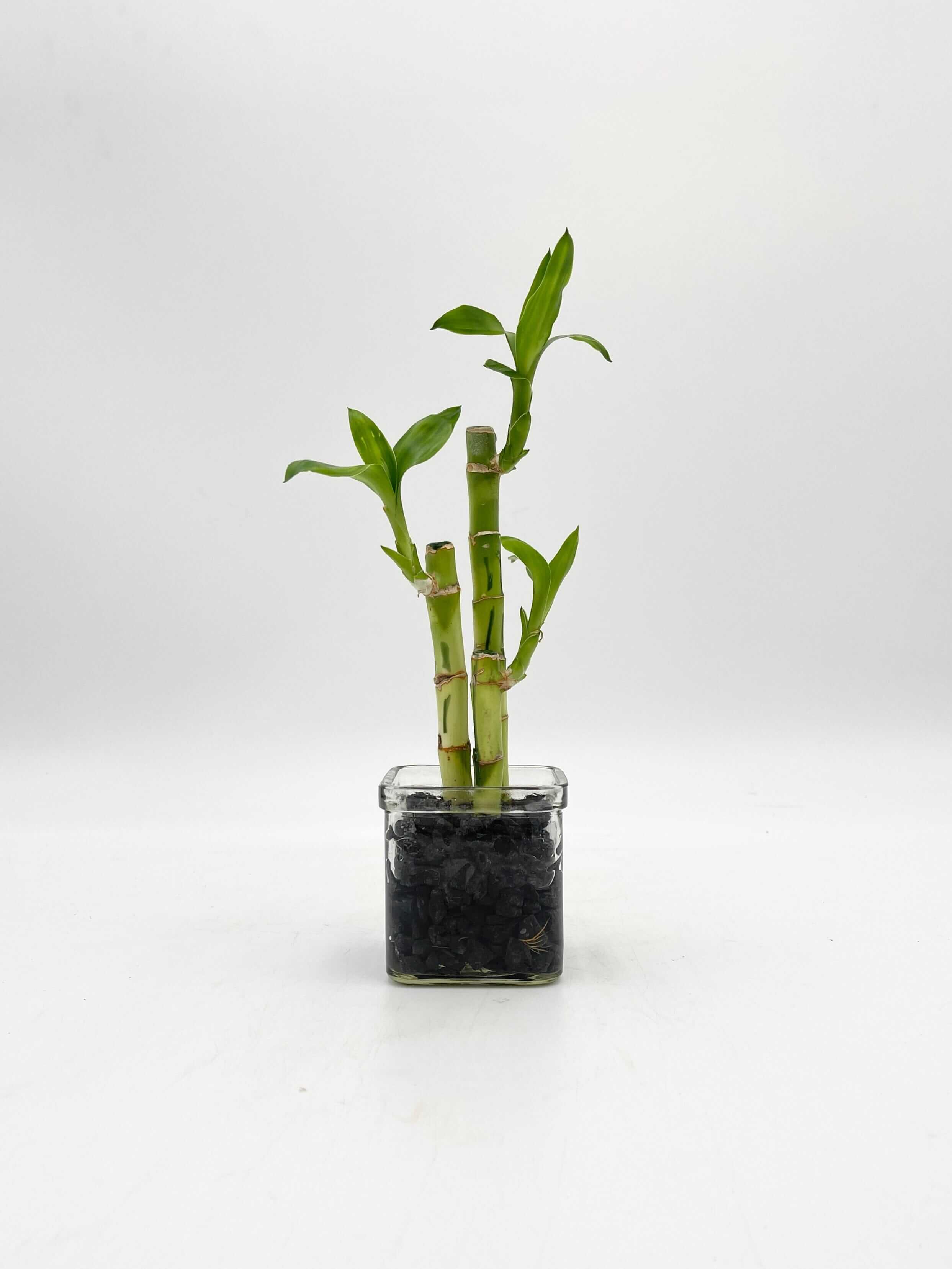 Lucky Bamboo Plant, Dracaena Sanderiana in 8cm Glass Vase