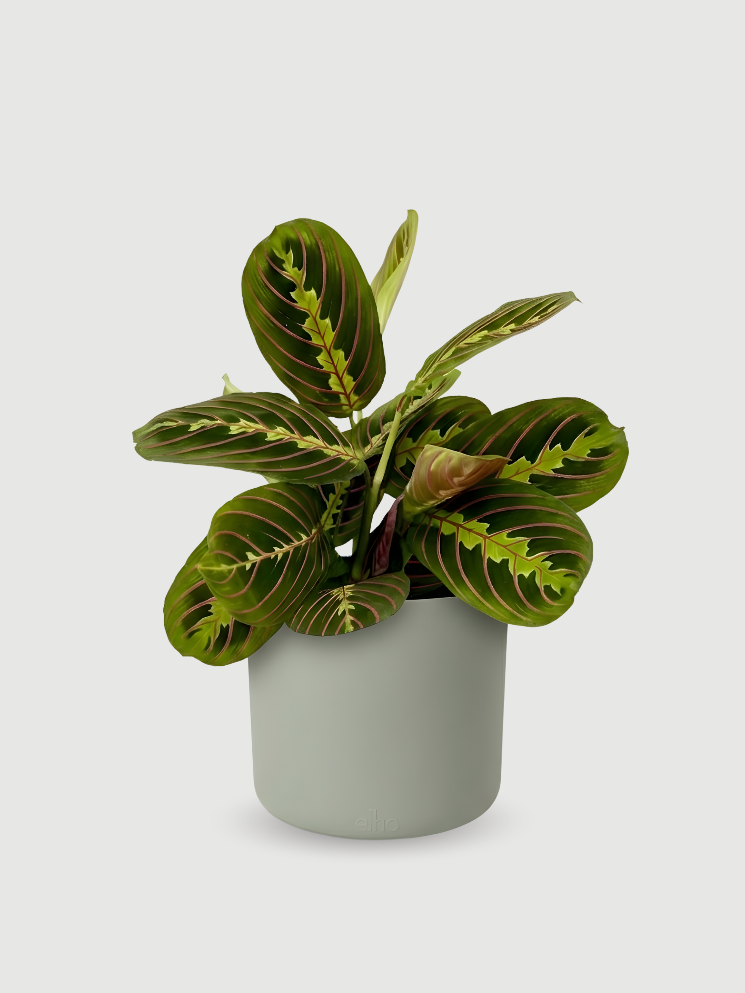 Plant with pots, Maranta (Prayer Plant) in Green Pot, Gift Idea