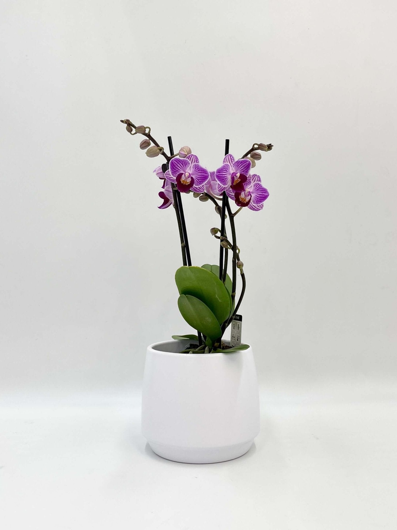 Mini Purple Orchid, Phalaenopsis Jiuhbao Vivien