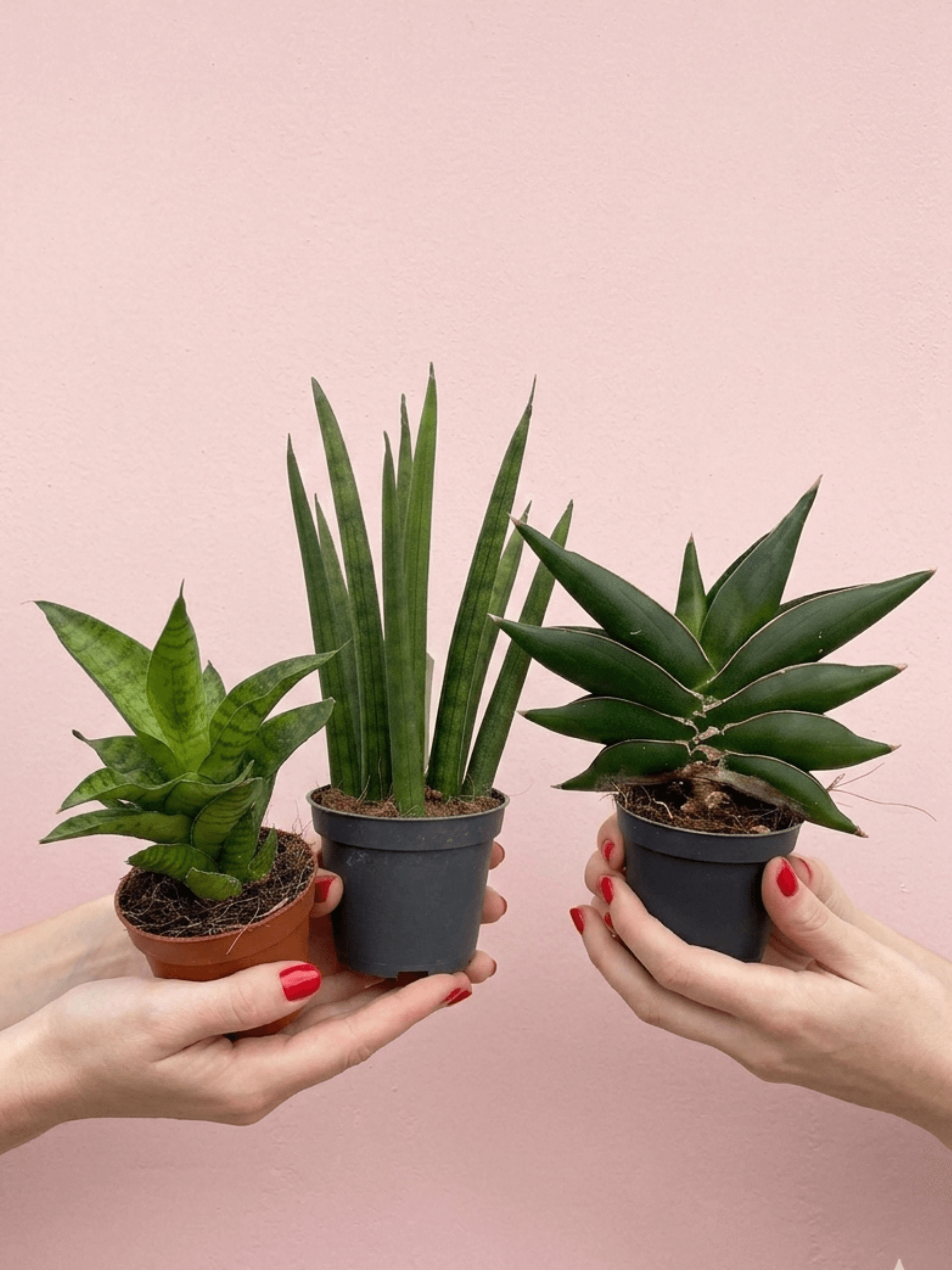 MIni Snake Plant Bundle