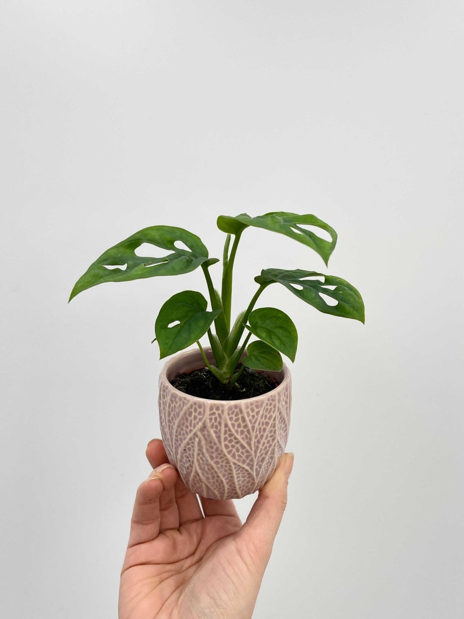 Monstera Adansonii, Baby Plant