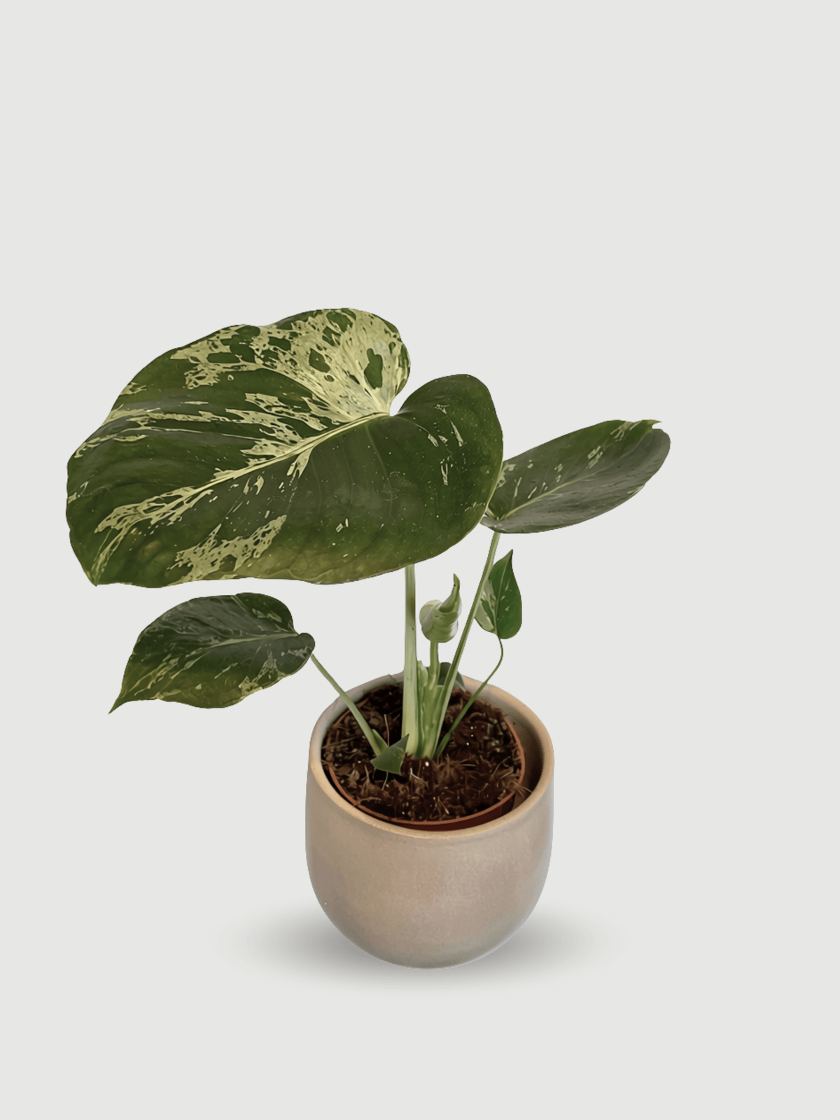 Monstera_Bulbasaur__Variegated_Monstera_Deliciosa__Rebel_Plants