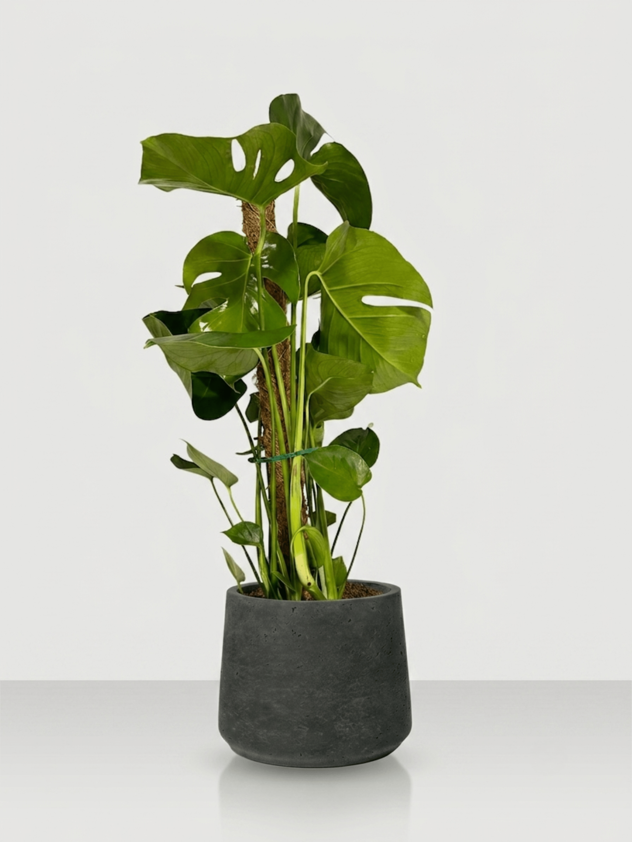 Monstera Deliciosa on Moss Pole & Black Washed Ceramic Pot, Ready to Display - Rebel Plants