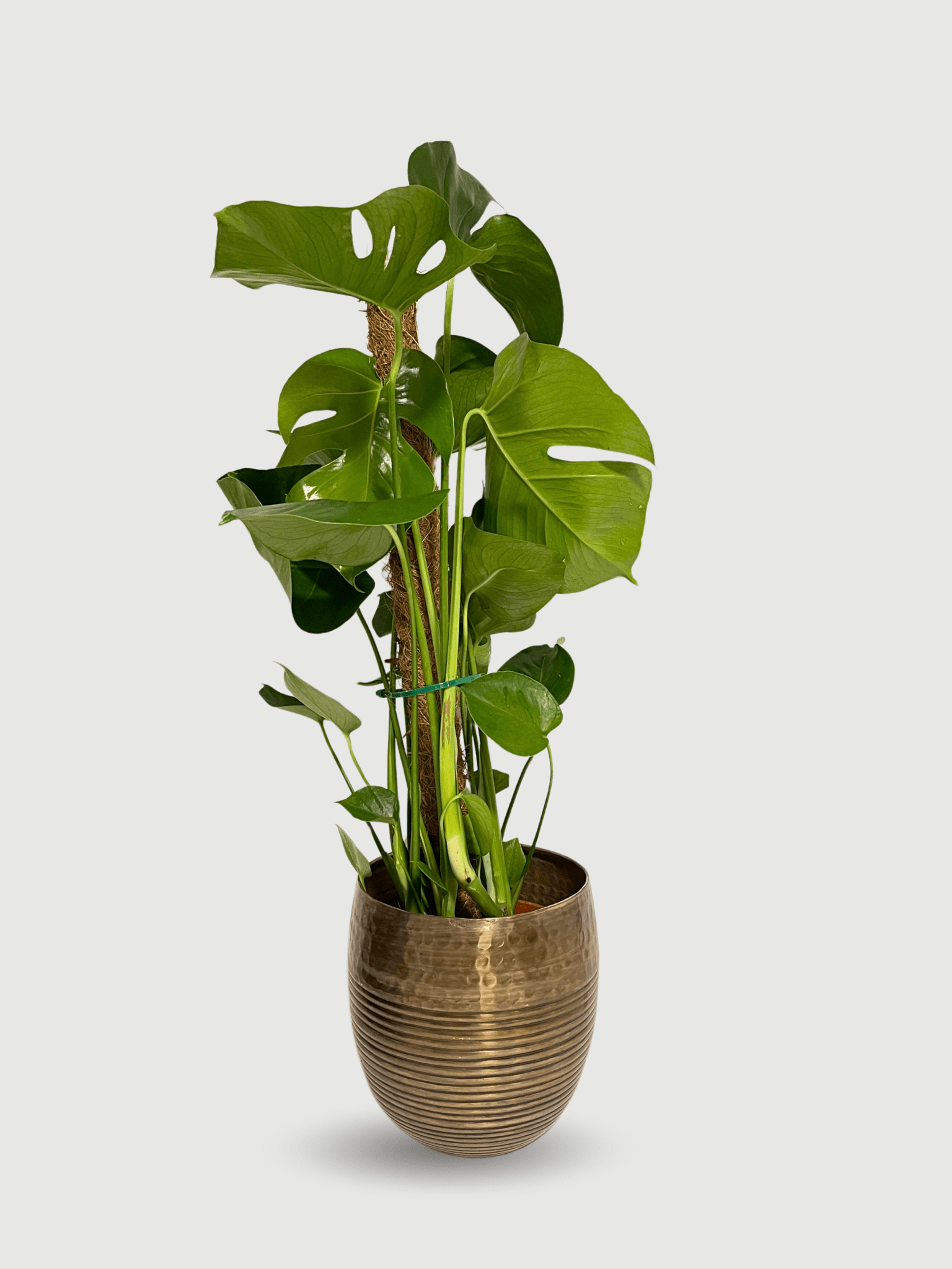 Monstera deliciosa | Swiss Cheese Plant on Moss Pole, 80 - 90cm, Exact Plant - Rebel Plants