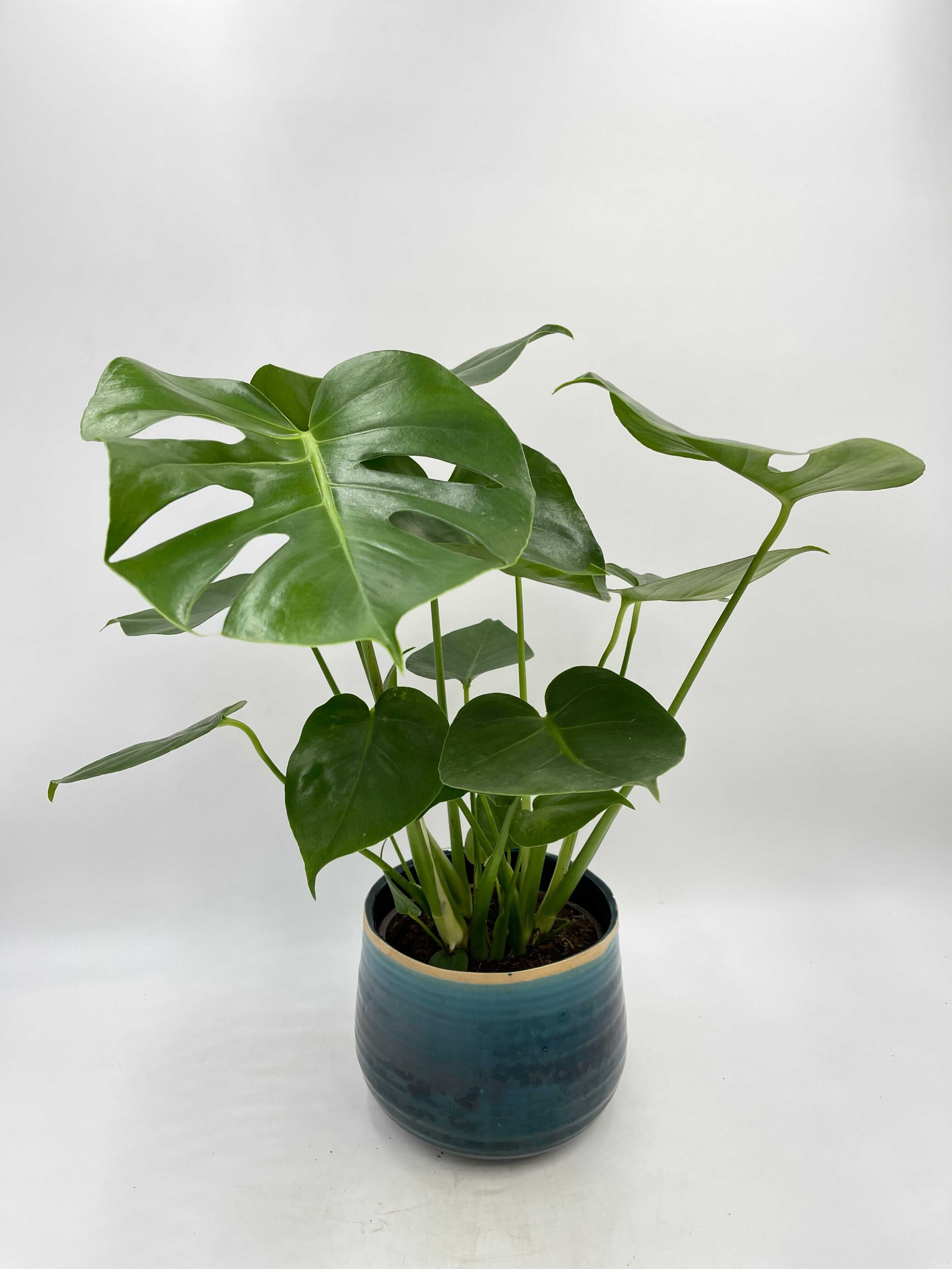 Monstera Swiss Cheese Plant