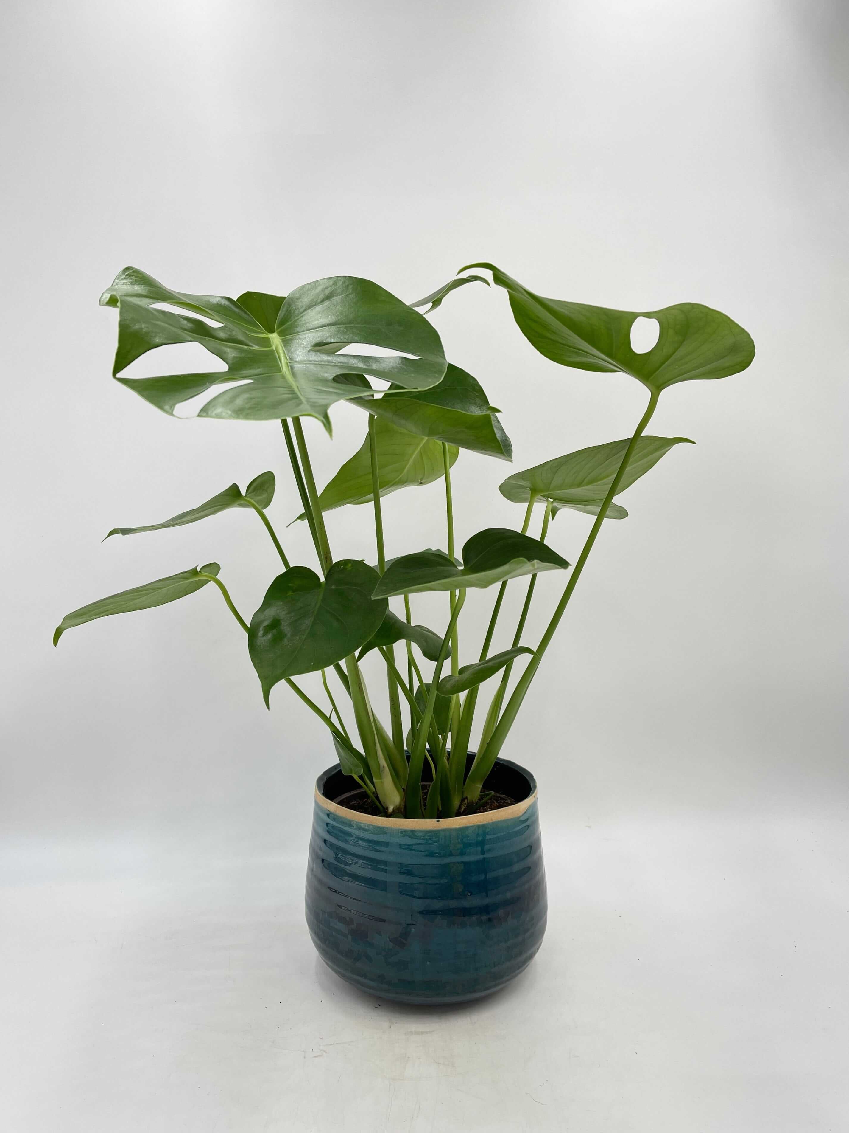 Monstera Swiss Cheese Plant