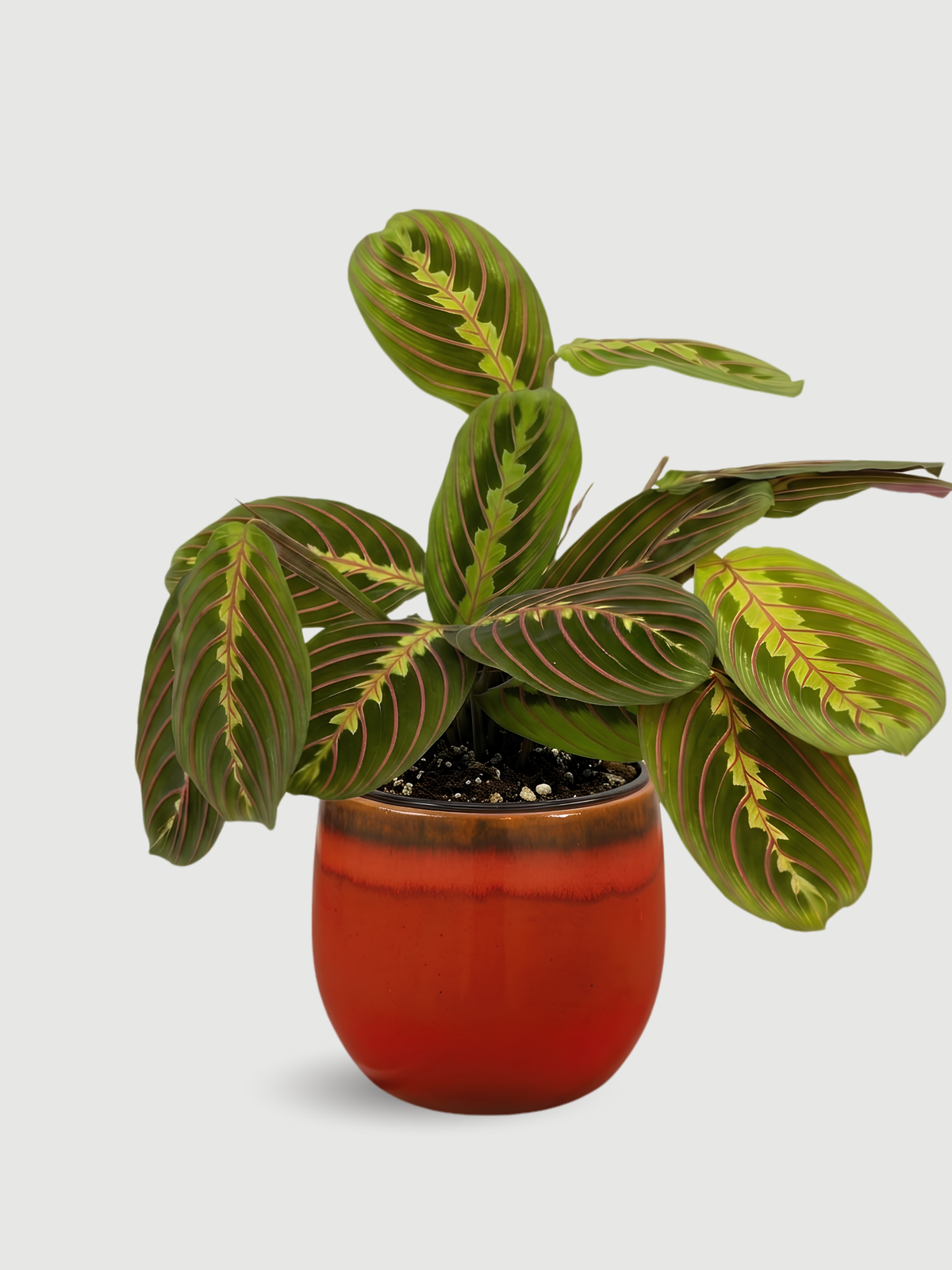 Prayer Plant Maranta Fascinator - Pet Safe House Plant
