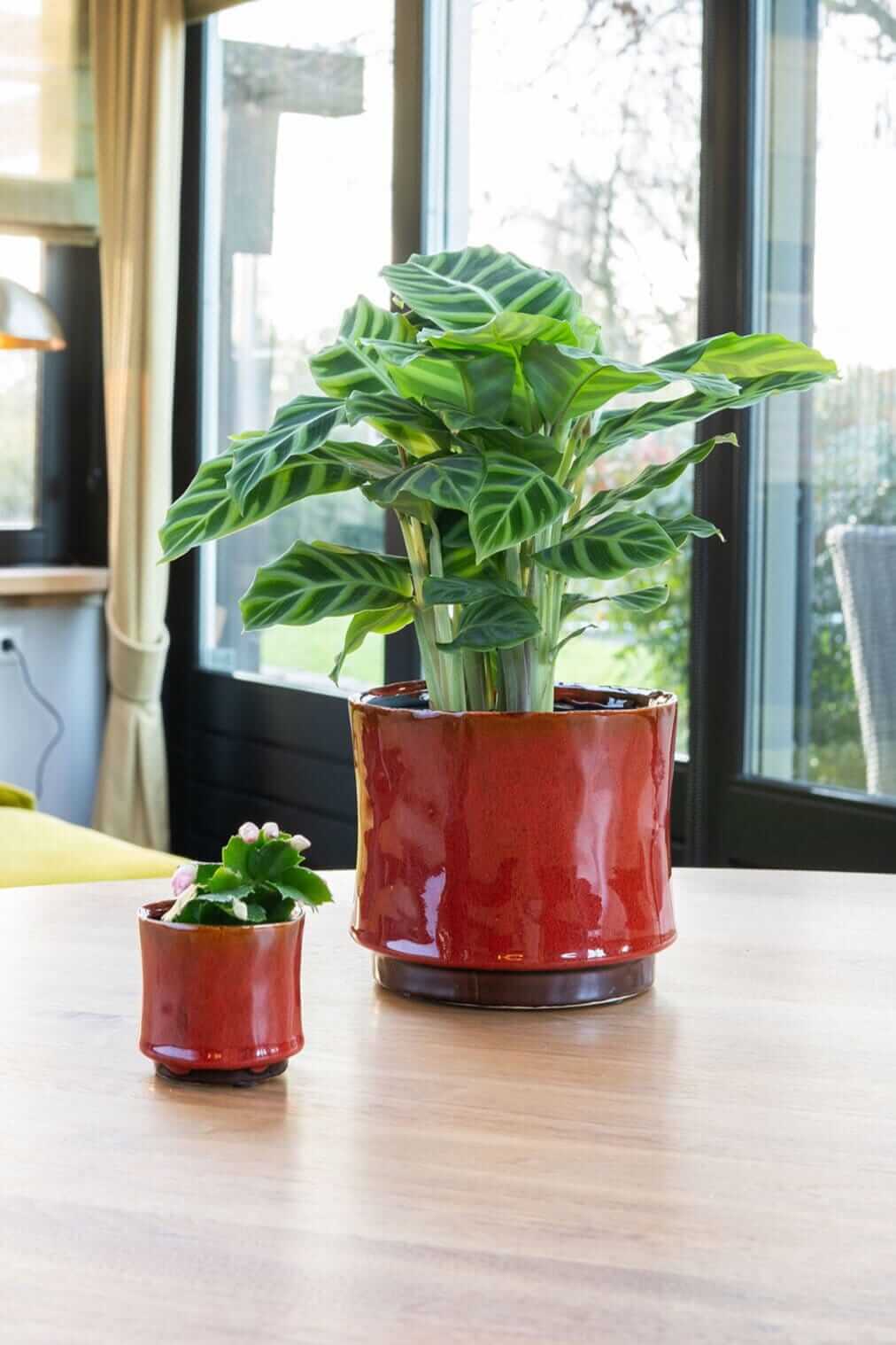 Nolan Ceramic Plant Pots, Red, House Plant Pot in Multiple Sizes