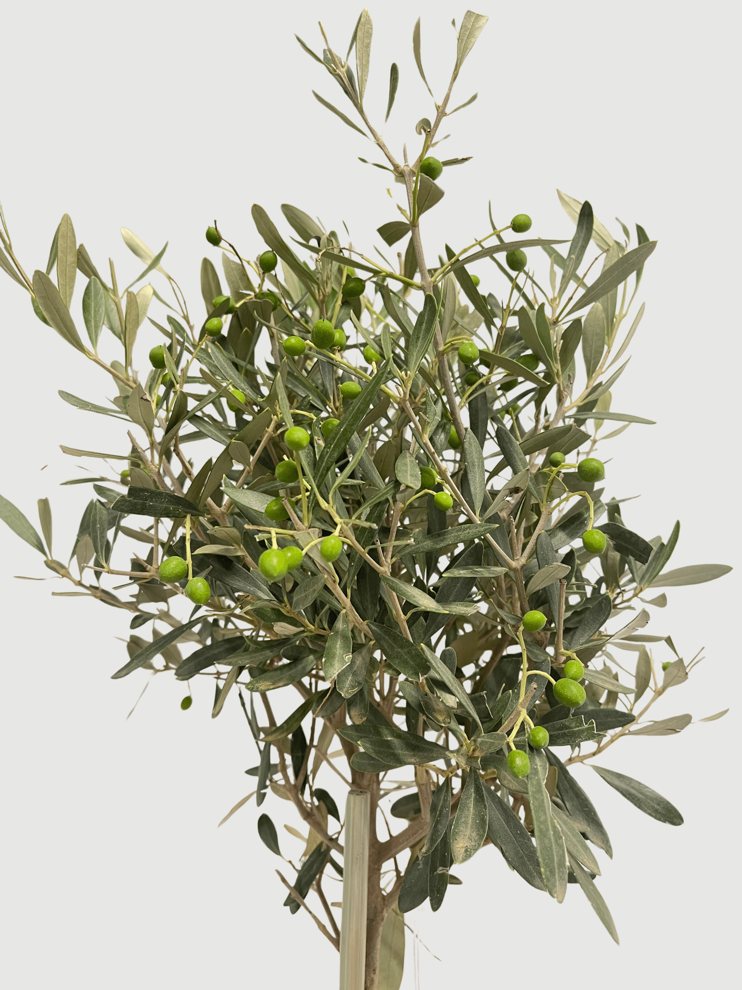 Olive_Tree__Hardy_Evergreen_Olea_europaea_100-110cm__Rebel_Plants