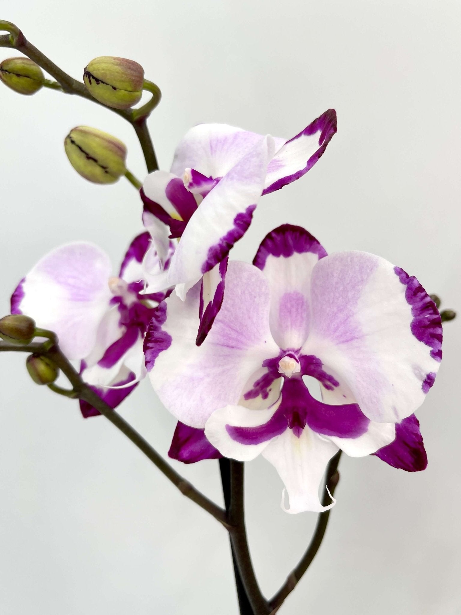 Big-Lip Orchid - Phalaenopsis King Car Dalmatian- Rare Orchid UK