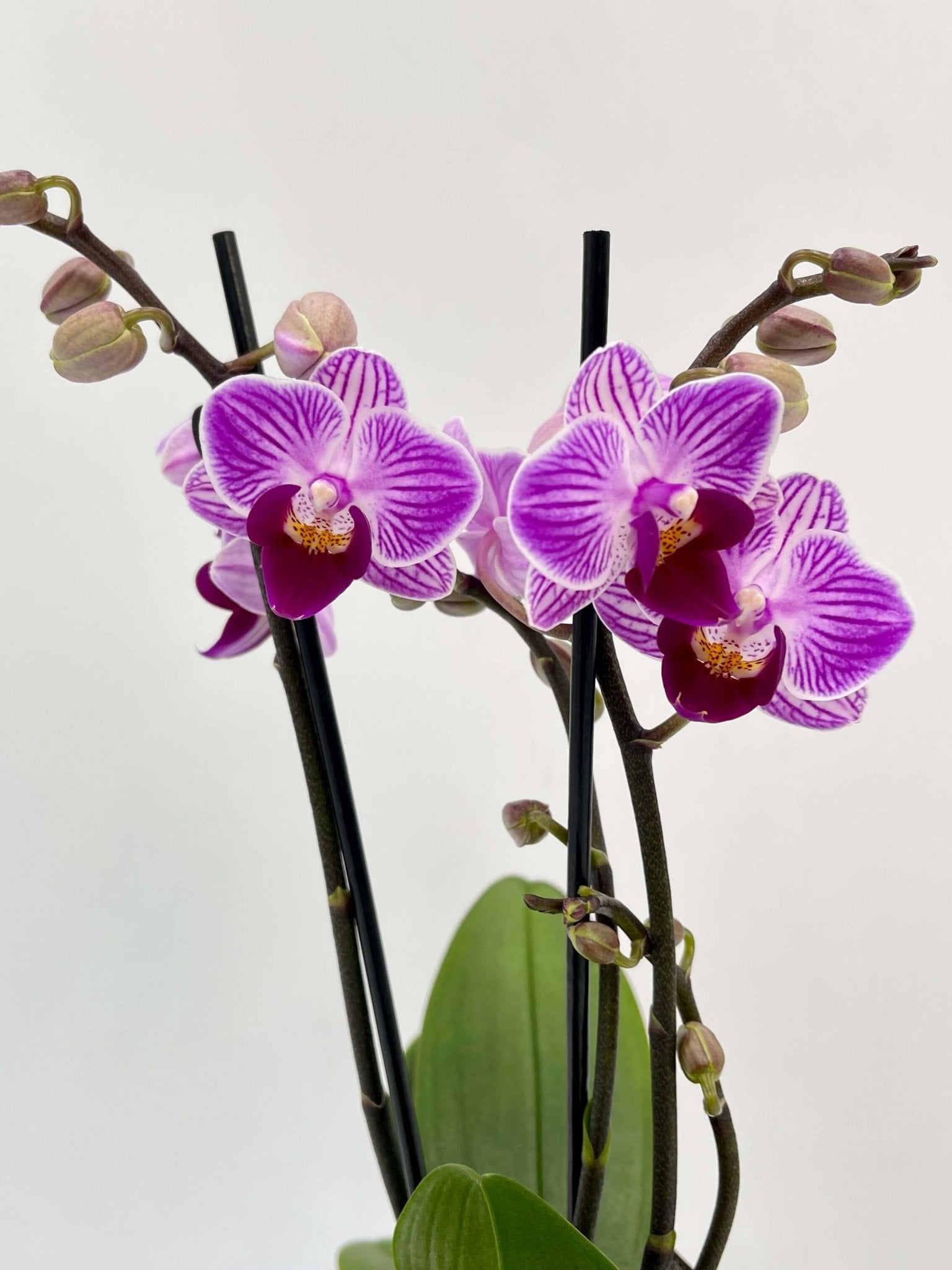 Mini Purple Orchid, Phalaenopsis Jiuhbao Vivien