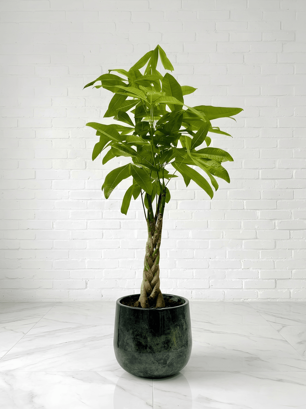 Pachira Aquatica, Money Tree in Metal Plant Pot, Plant & Pot Bundle - Rebel Plants
