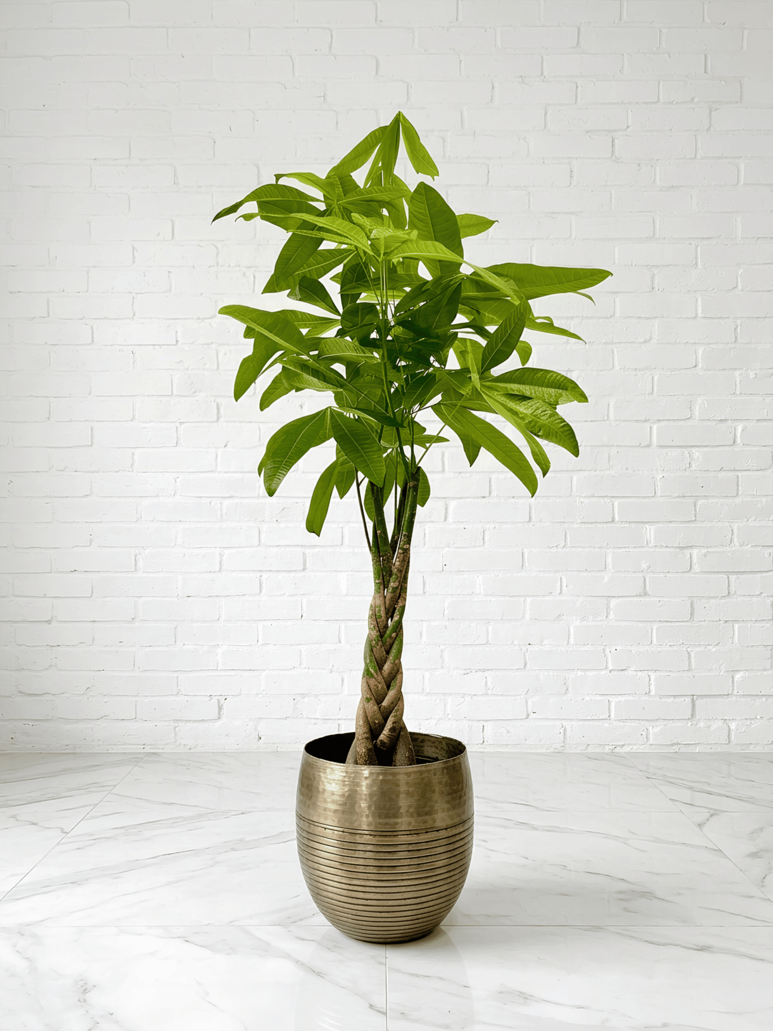 Pachira Aquatica, Money Tree in Metal Plant Pot, Plant & Pot Bundle - Rebel Plants
