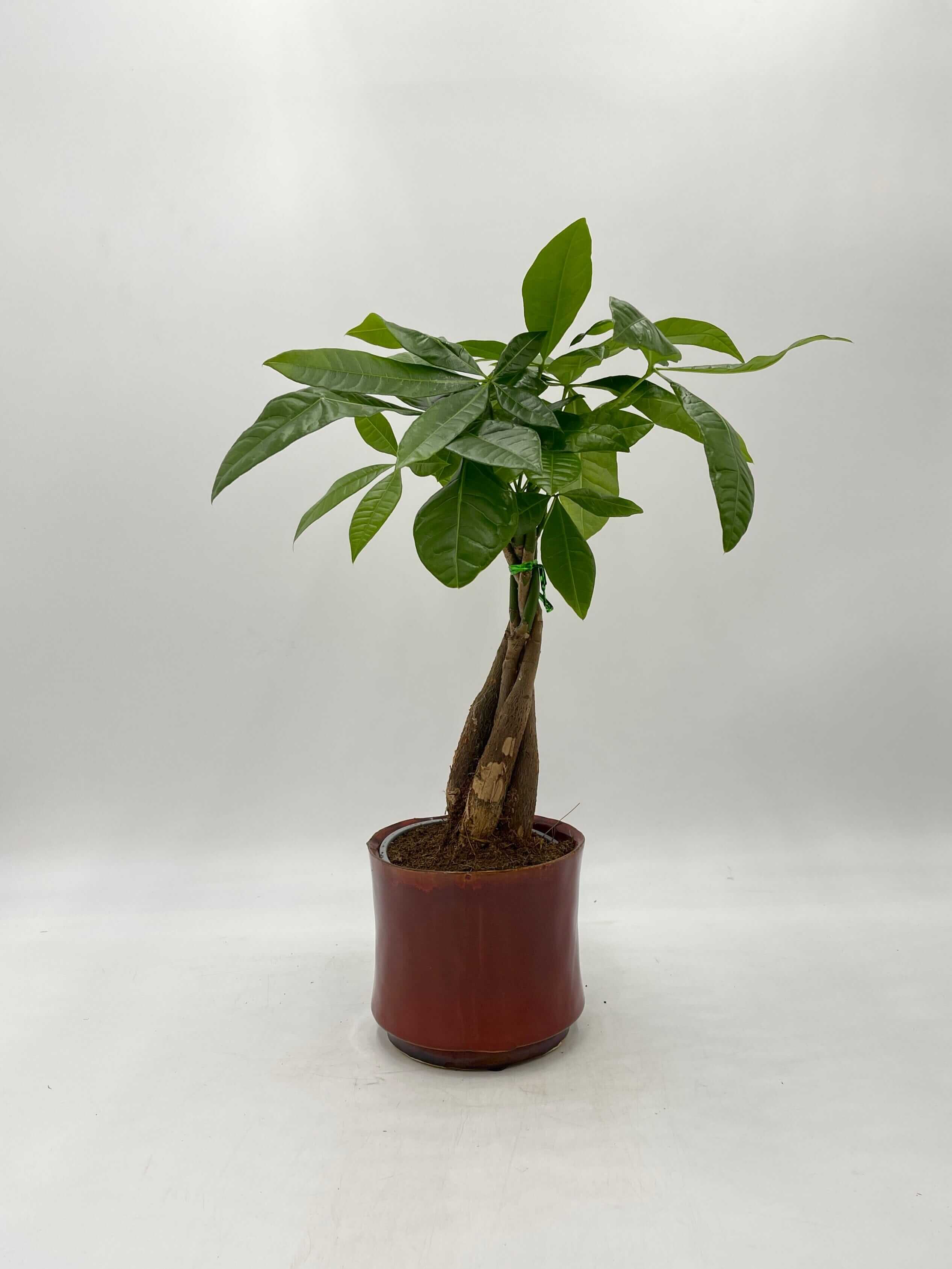 Pachira Aquatica, Money Tree, Pet Safe House Plant in Multiple Sizes