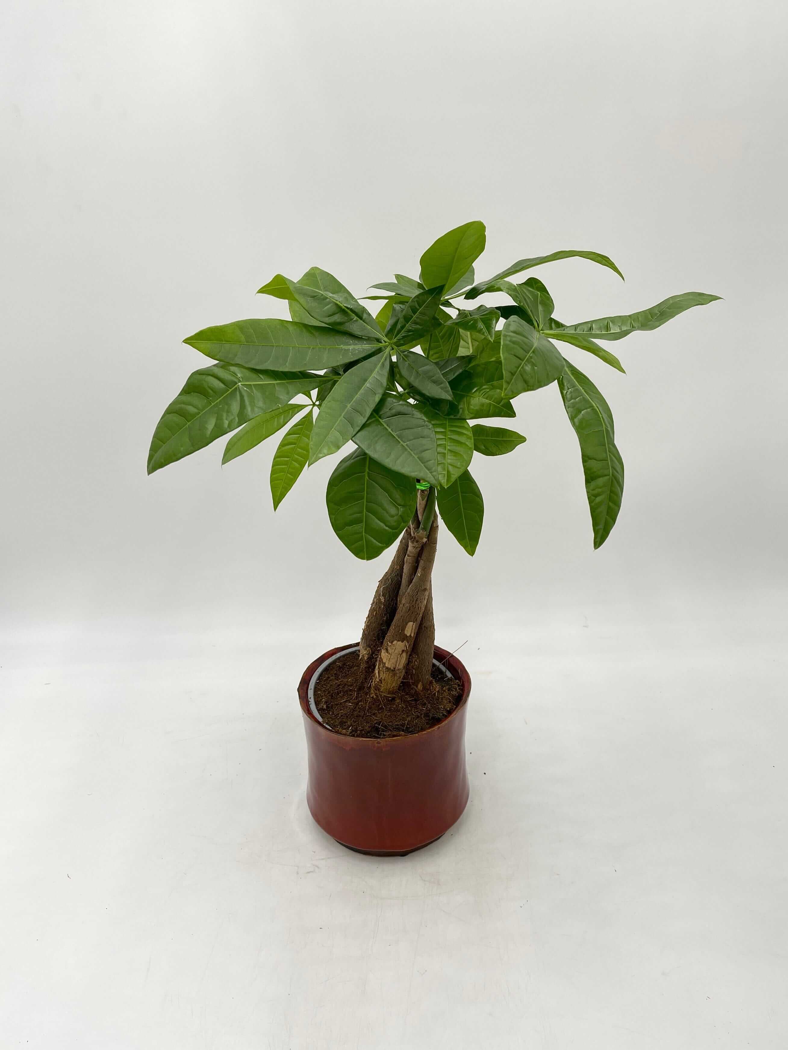 Pachira Aquatica, Money Tree, Pet Safe House Plant in Multiple Sizes