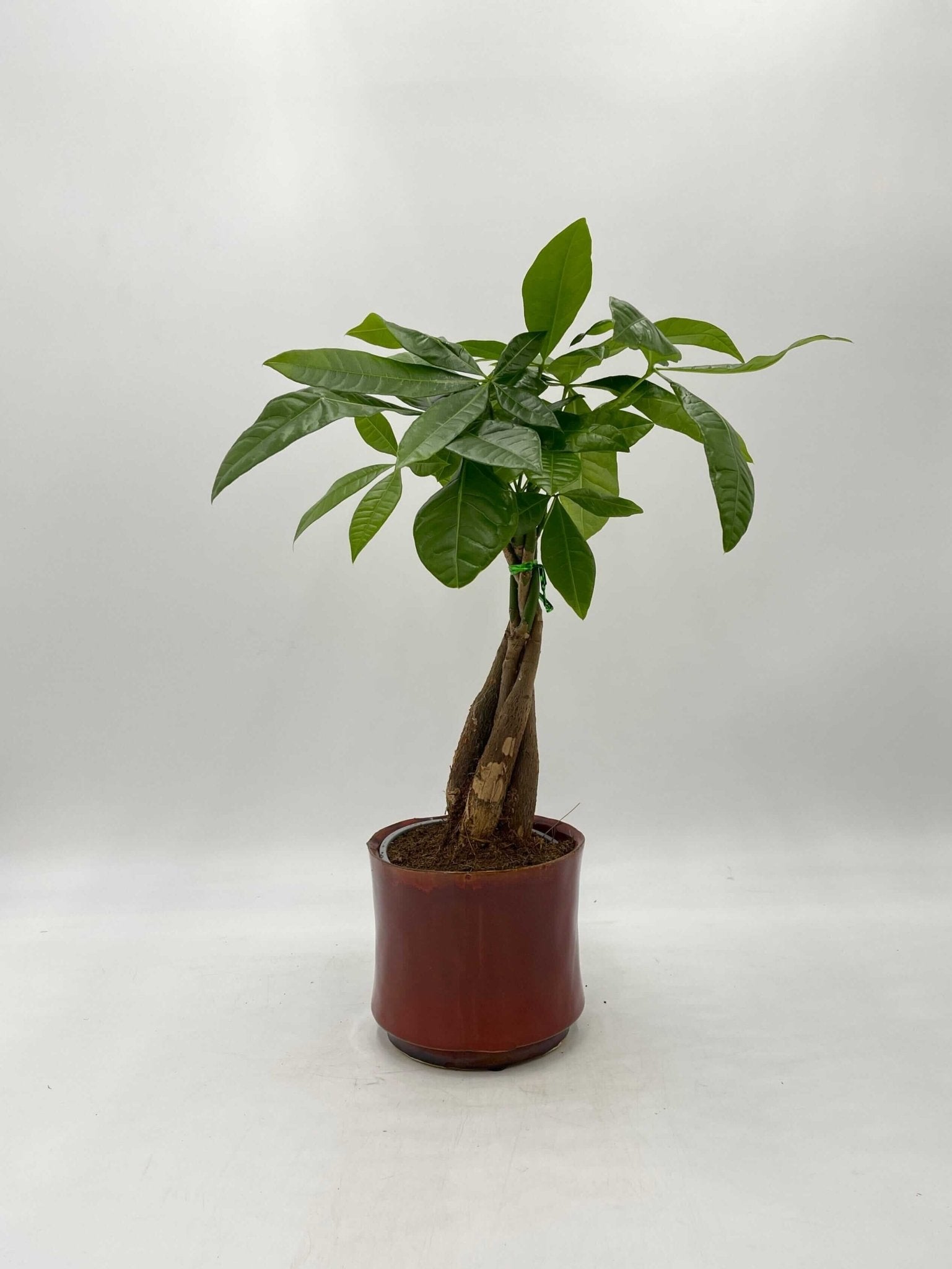 Pachira Aquatica, Money Tree, Pet Safe House Plant in Multiple Sizes