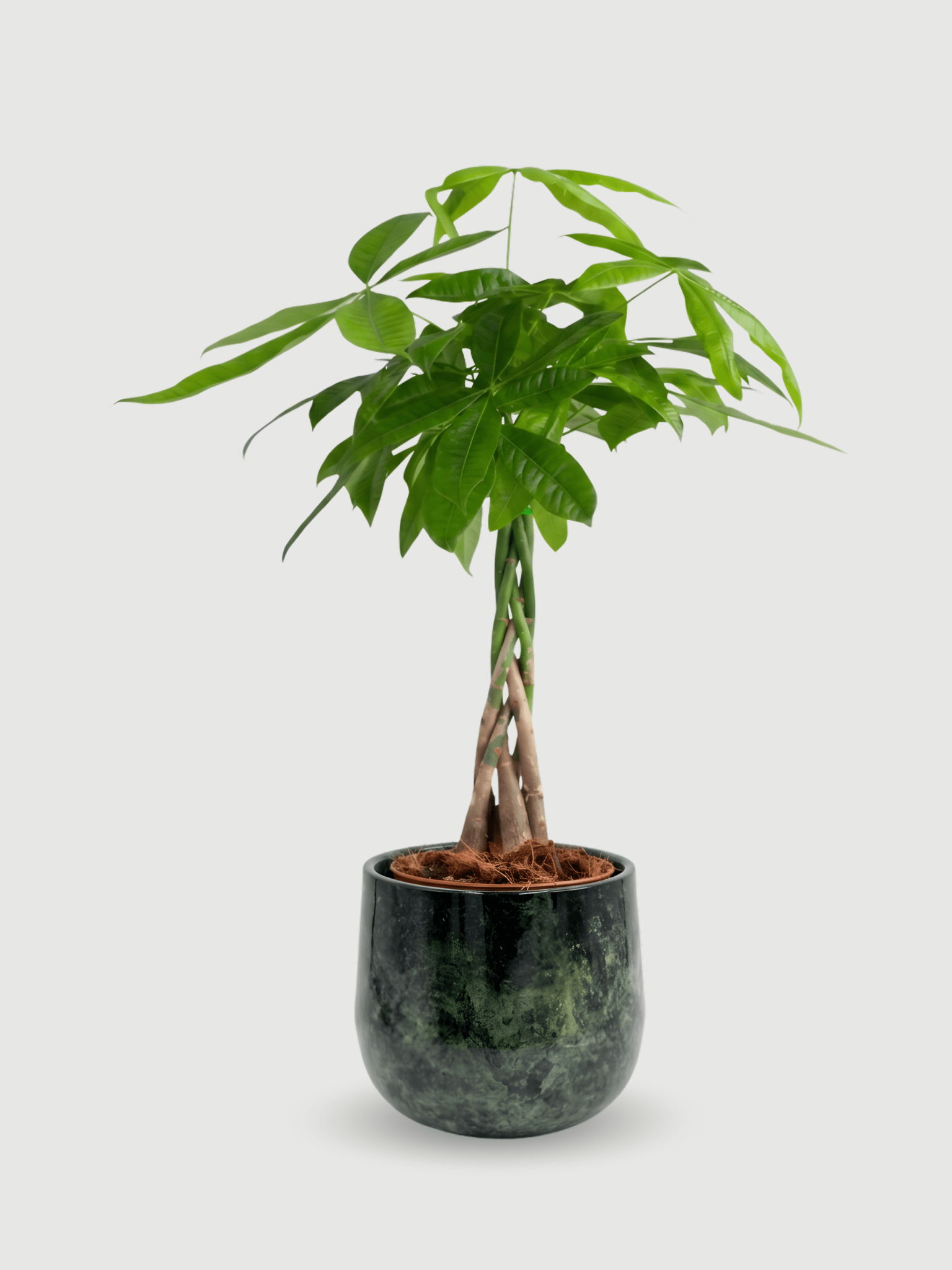 Pachira Money Tree in Metal Pot, Plant with Pot, Ready to Display, Plant & Pot Bundle - Rebel Plants