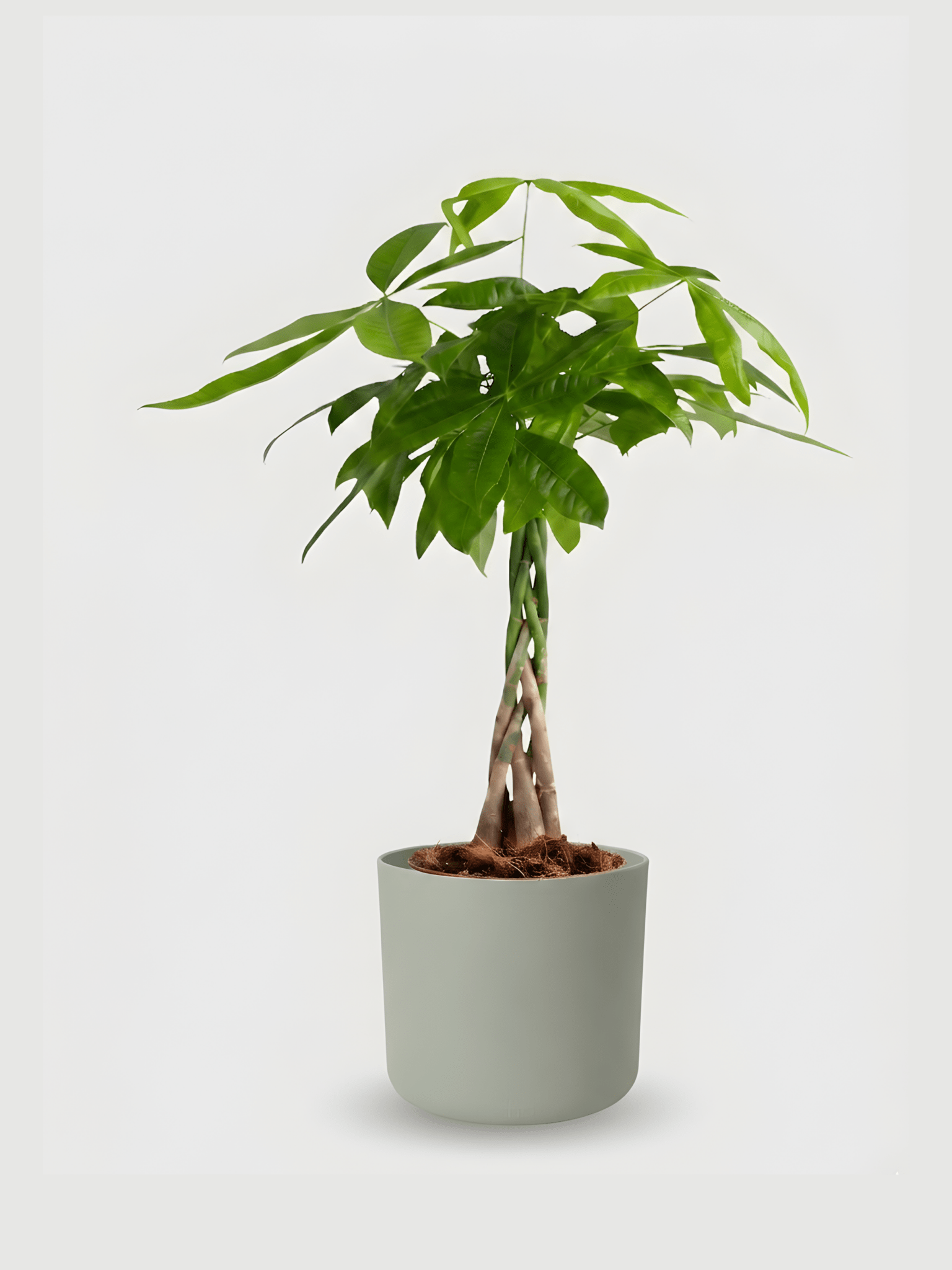 Pachira Money Tree in Stone Green Pot, Plant with Pot, Ready to Display,Plant & Pot Bundle - Rebel Plants