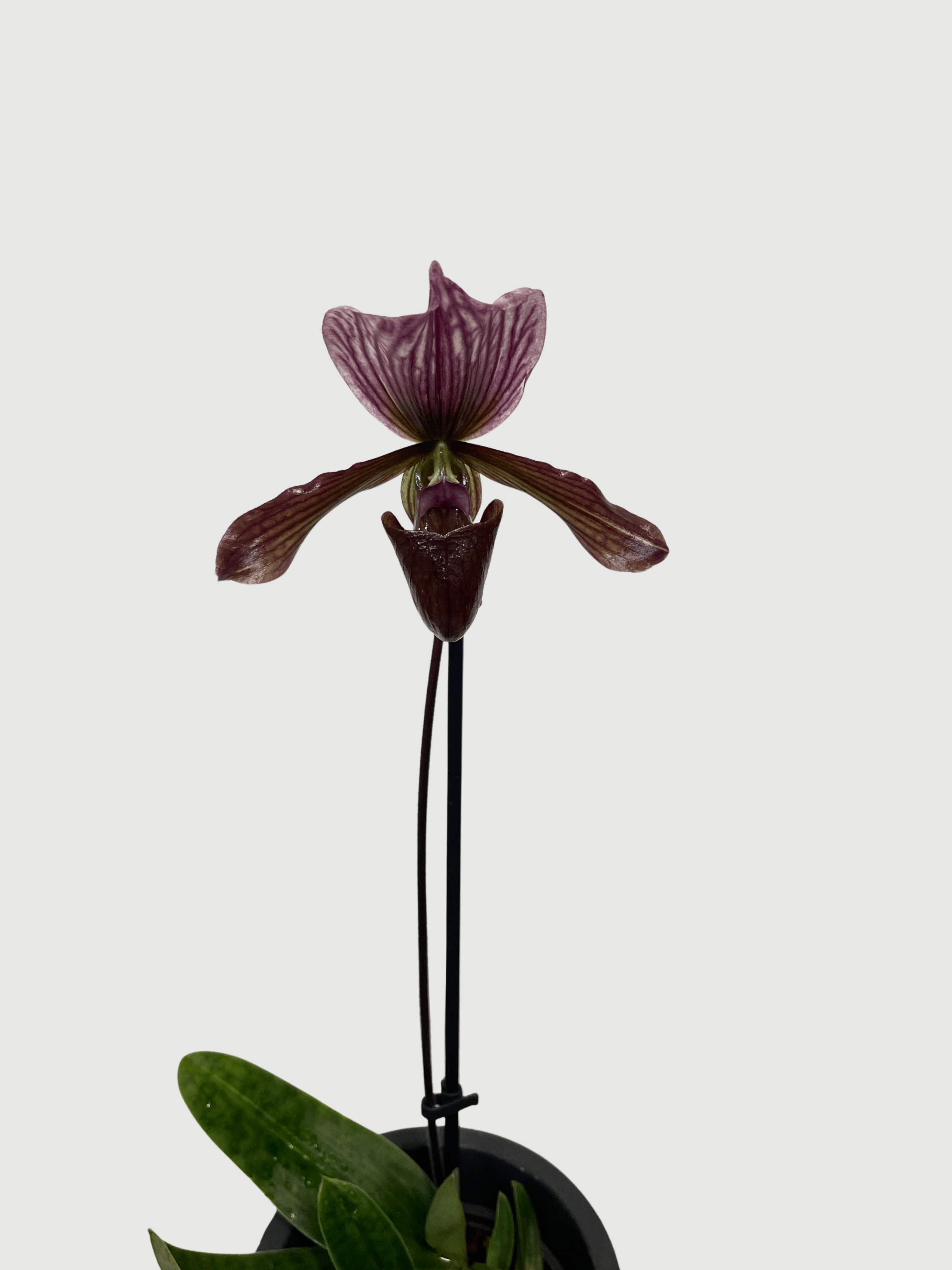 Vinicolor Slipper Orchid – Paphiopedilum Maudiae Black Jack | Rare