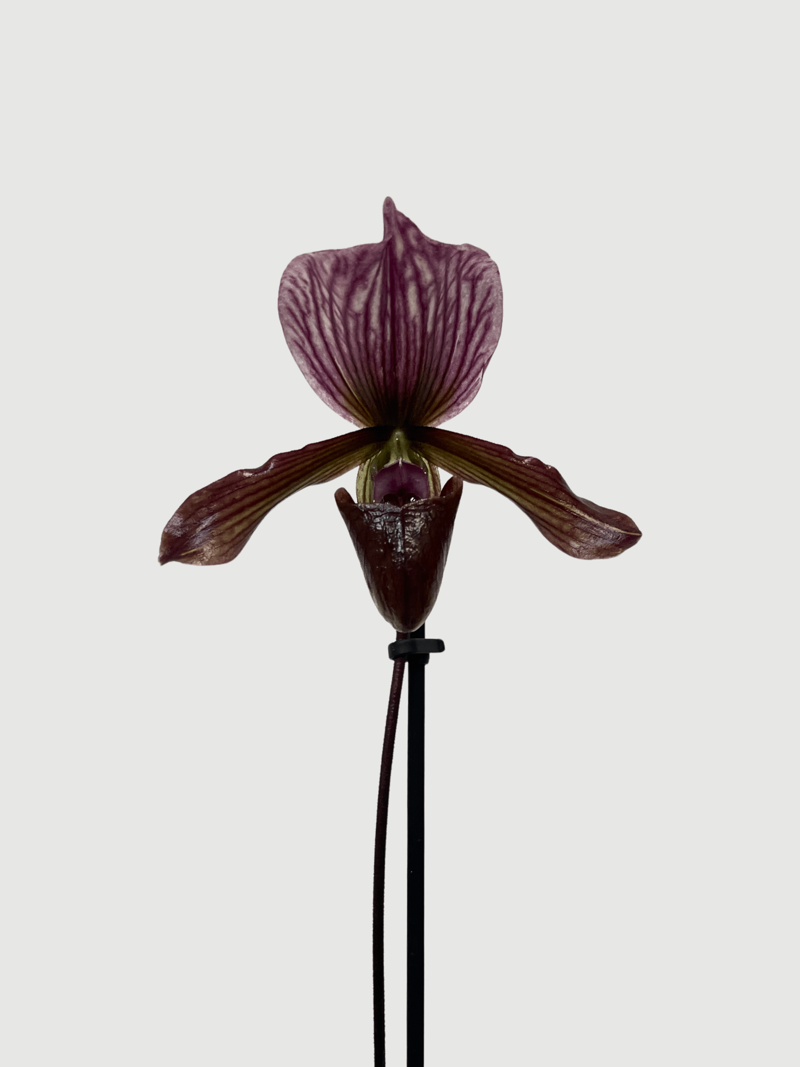 Vinicolor Slipper Orchid – Paphiopedilum Maudiae Black Jack | Rare