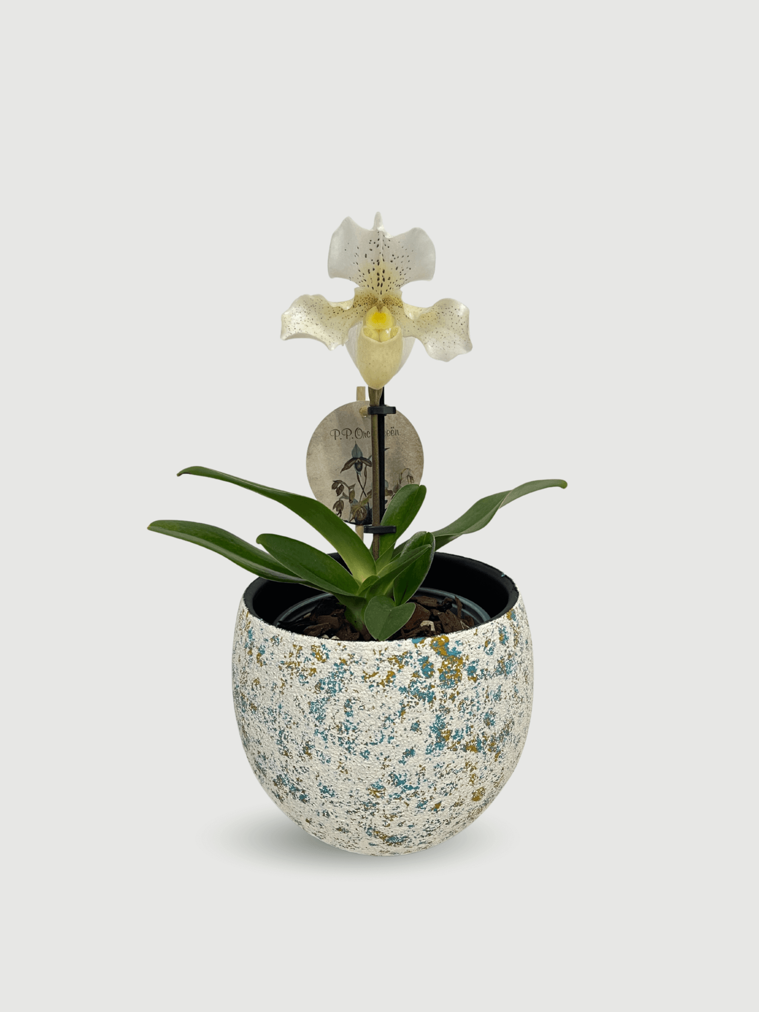Paphiopedilum_Rosy_Dawn_Slipper_Orchid_Hard_To_Find_Gem