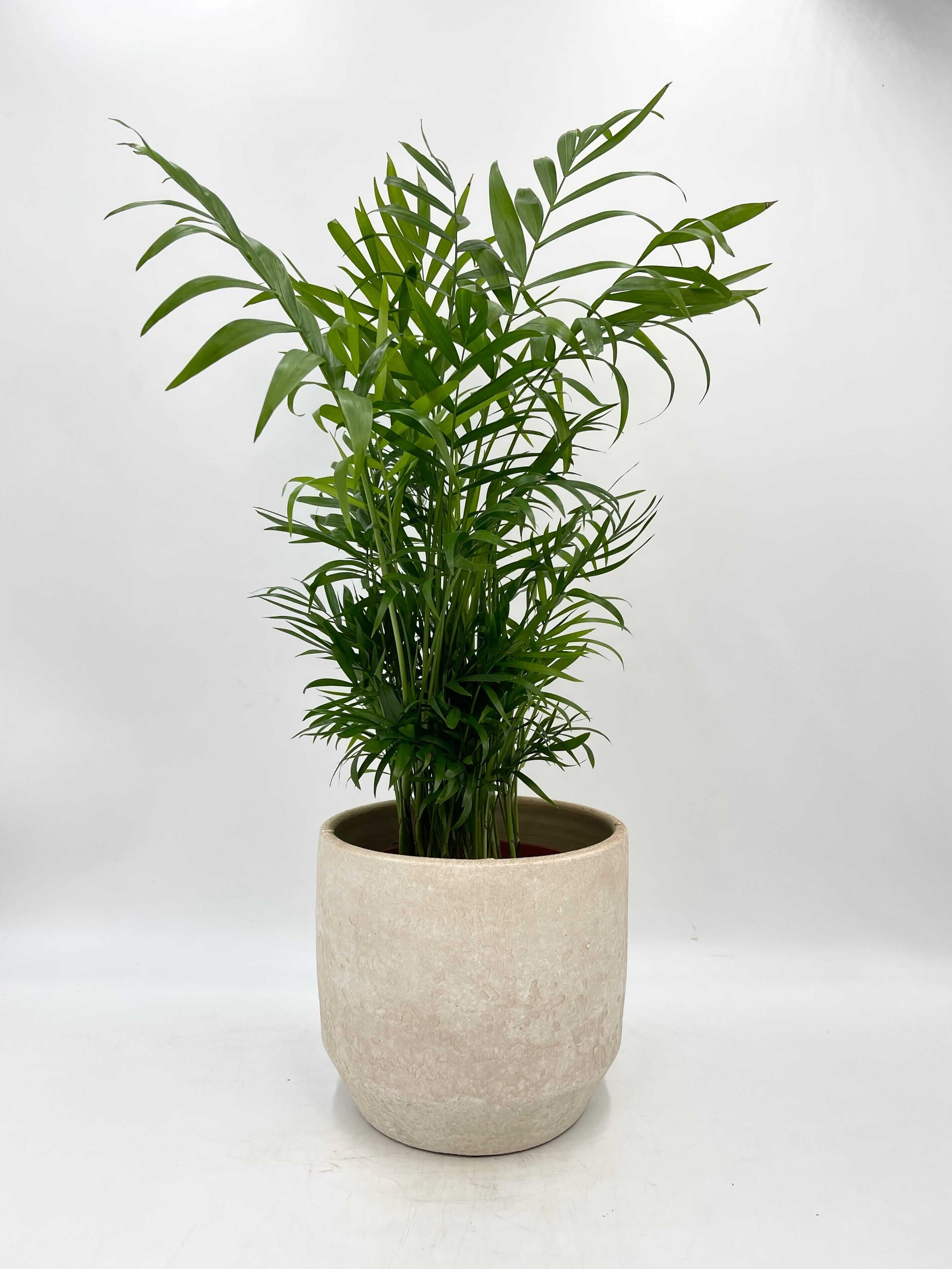 Parlour Palm, Chamaedorea Elegans, Indoor Palm, Beginners Plant