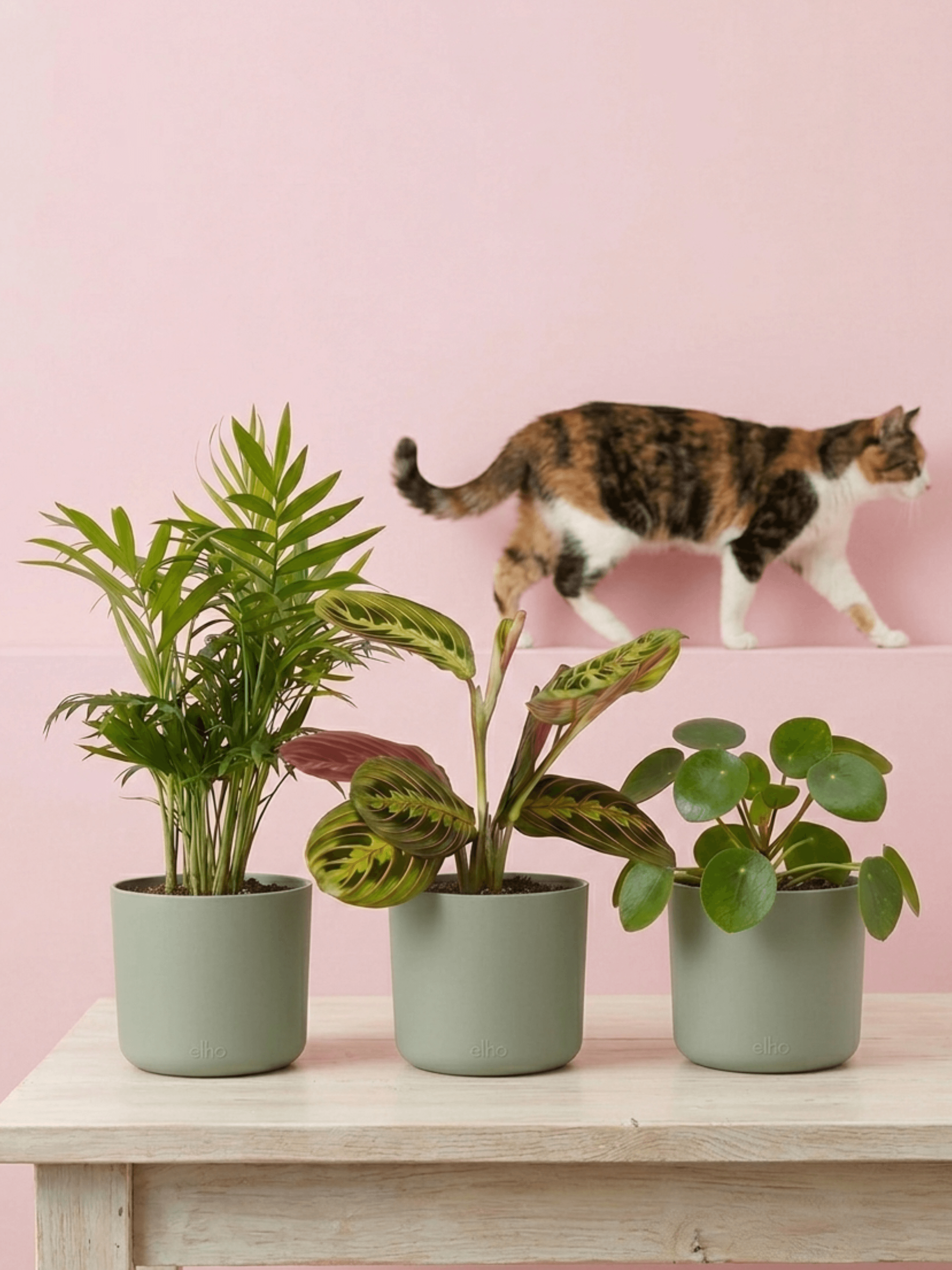 Pet Friendly Houseplant Bundle | Non-Toxic Plant Set