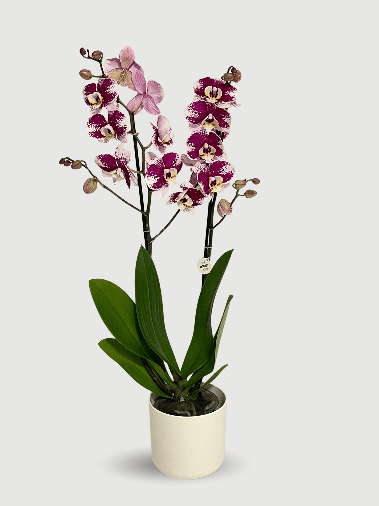 Phalaenopsis Barcelona | Deep Magenta Moth Orchid, 60cm - Rebel Plants