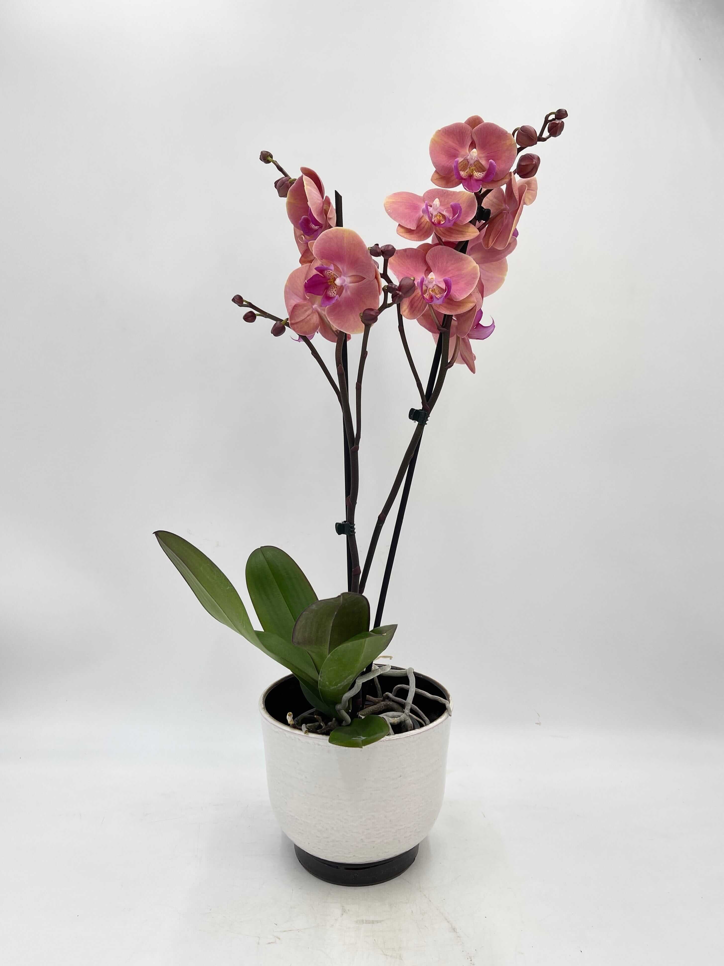Phalaenopsis Big Lip Coral