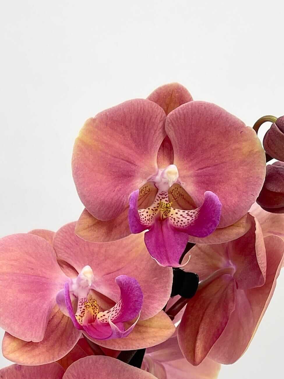 Phalaenopsis Big Lip Coral